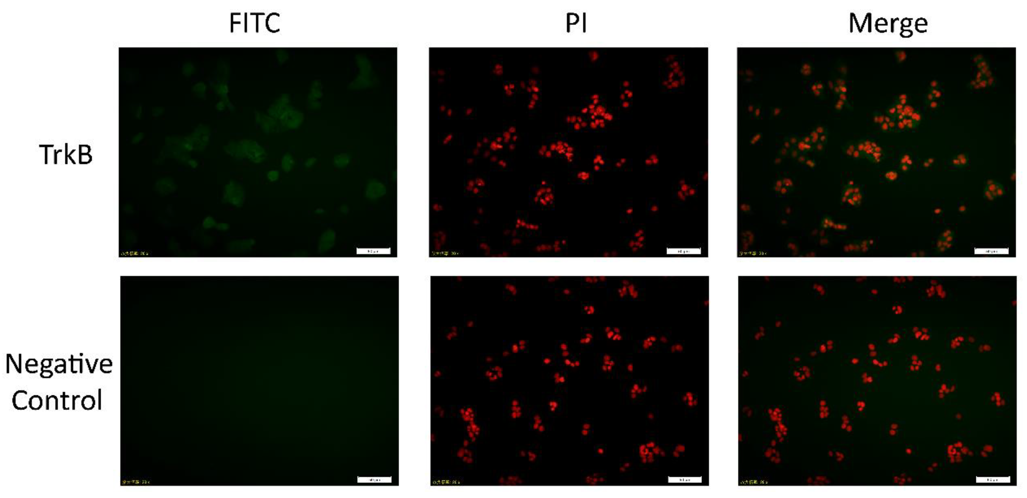 Biomolecules 10 01645 g001