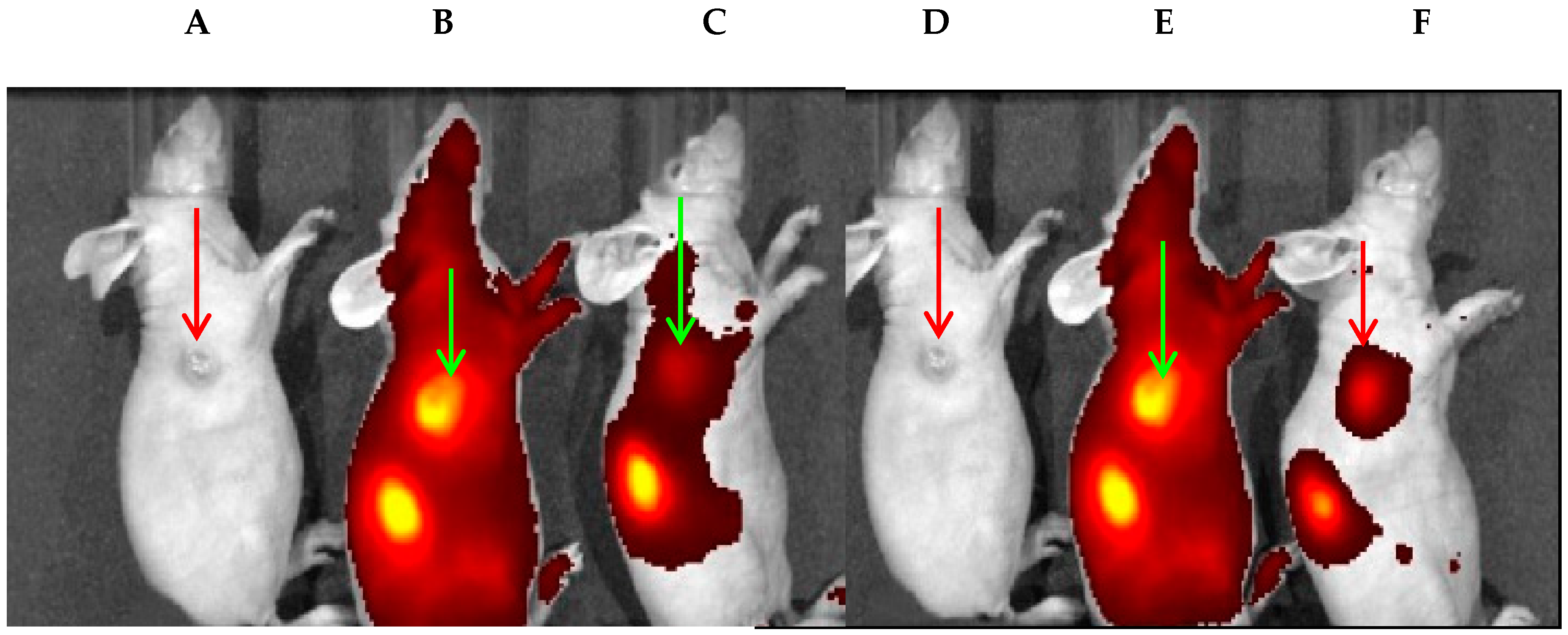 Biomolecules 10 01651 g004