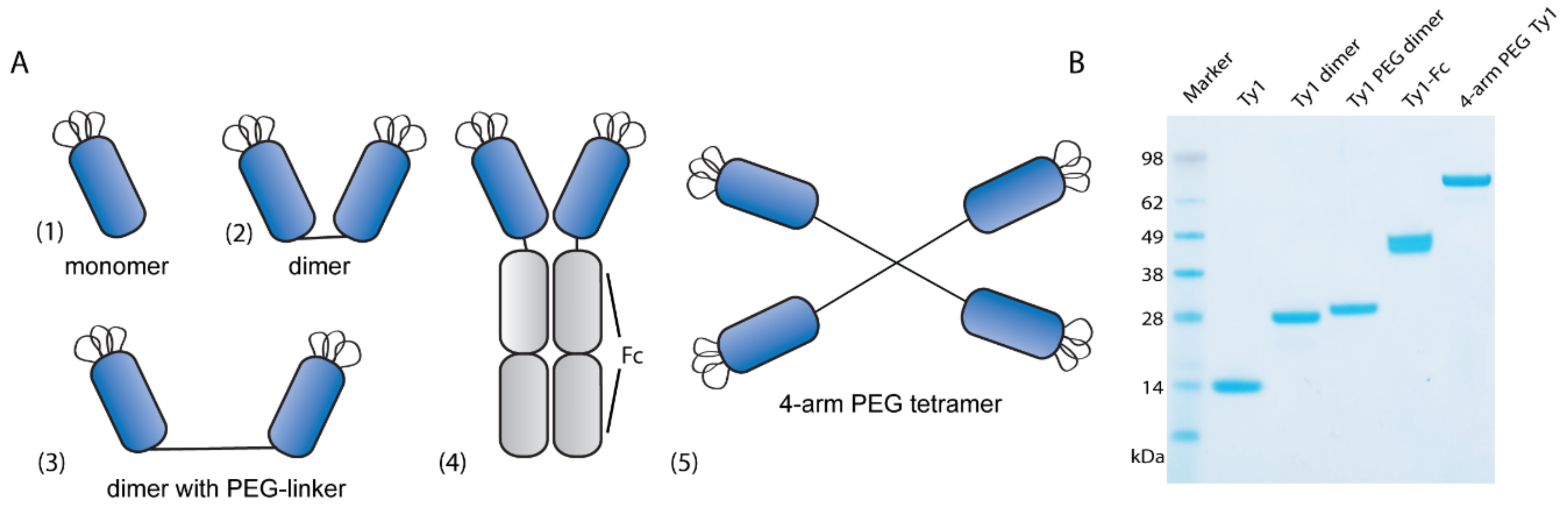 Biomolecules 10 01661 g002