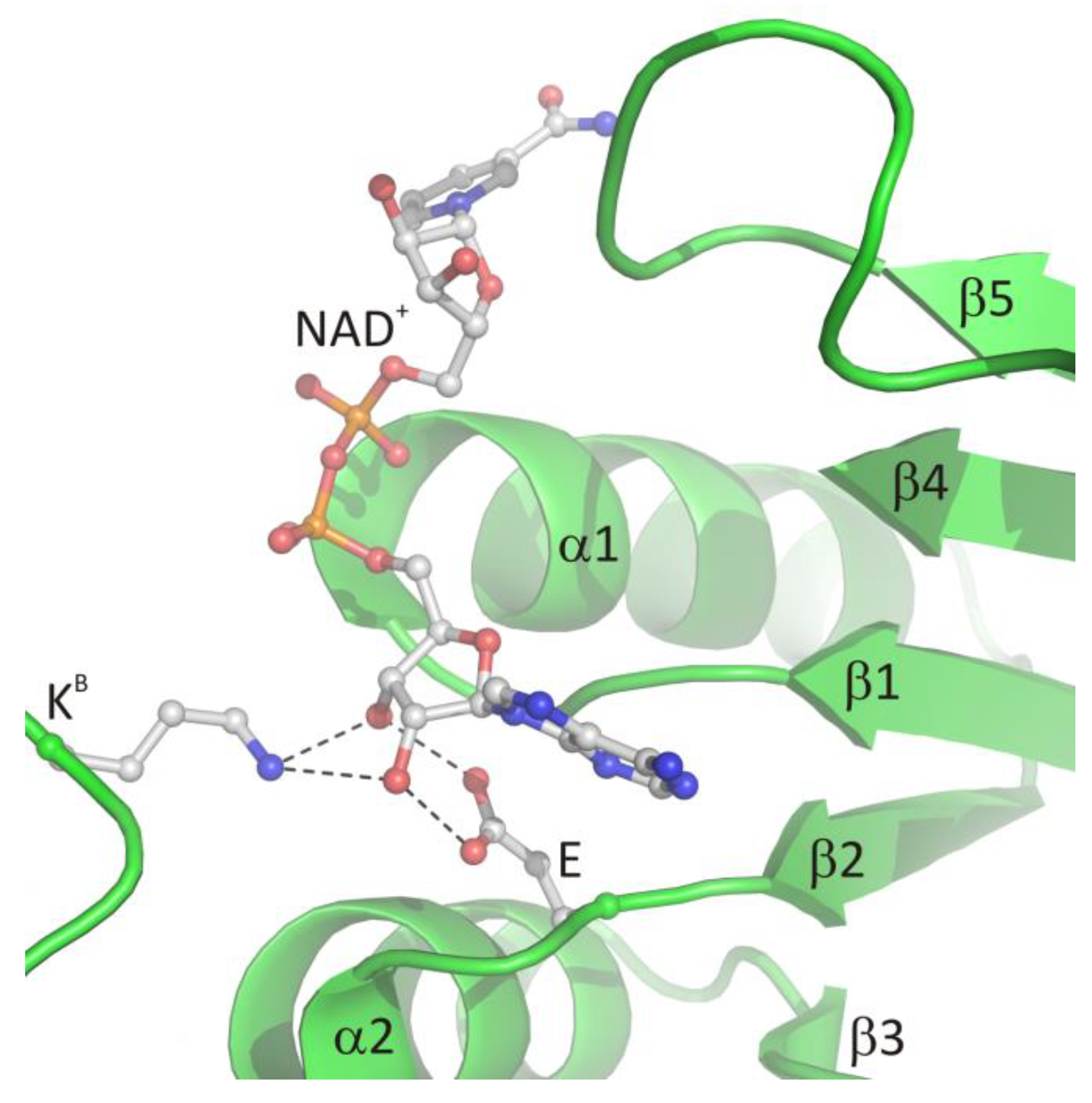 Biomolecules 10 01682 g004 Biomolecules 10 01682 g004