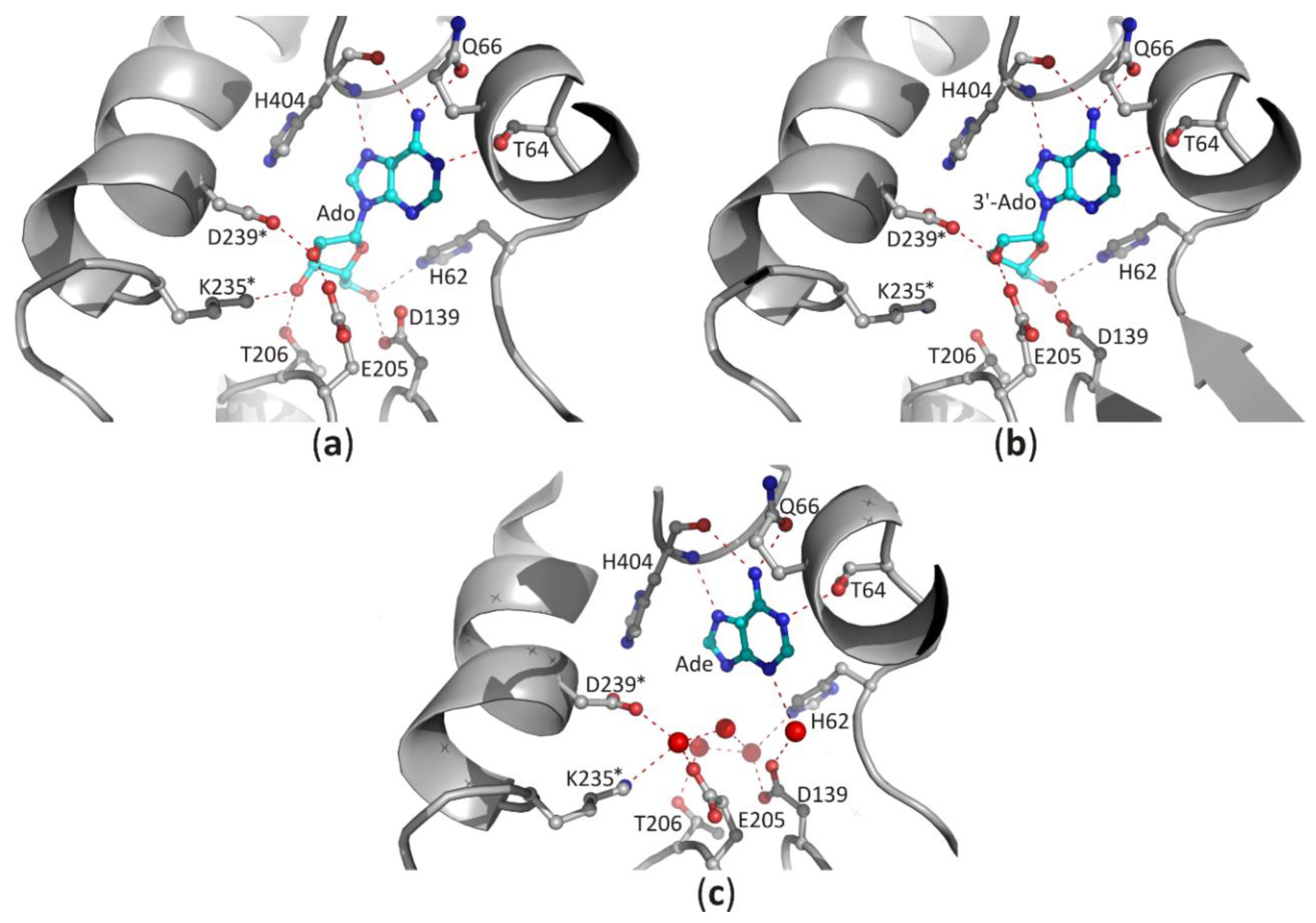 Biomolecules 10 01682 g005 Biomolecules 10 01682 g005