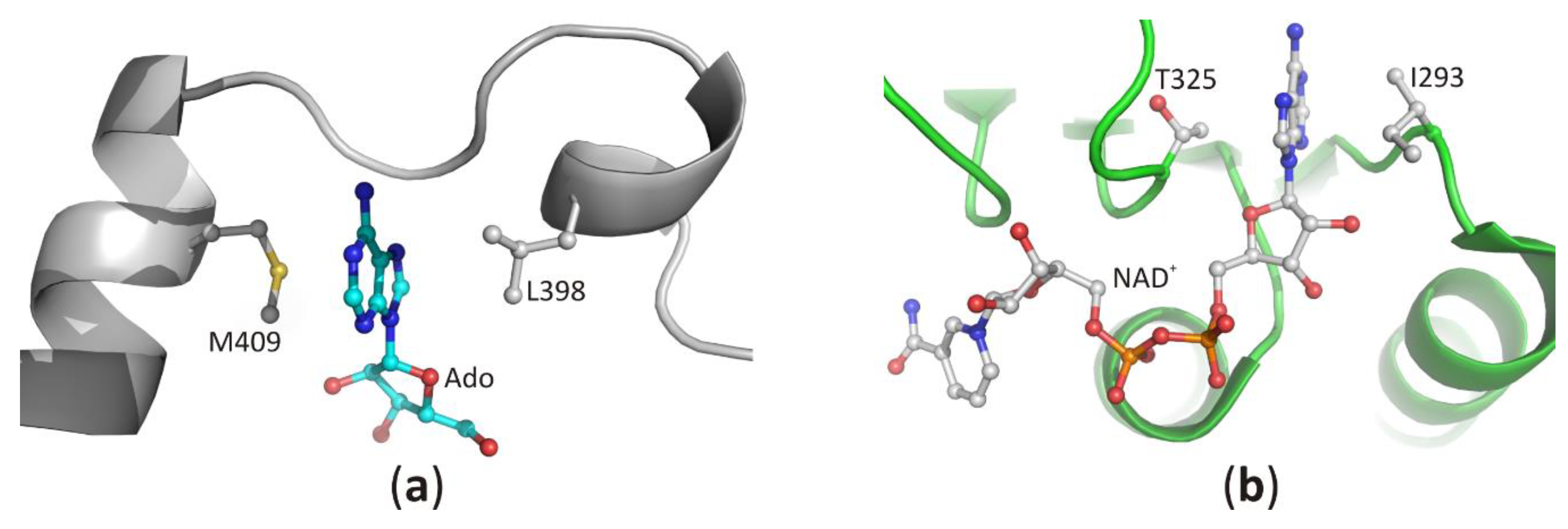 Biomolecules 10 01682 g006 Biomolecules 10 01682 g006