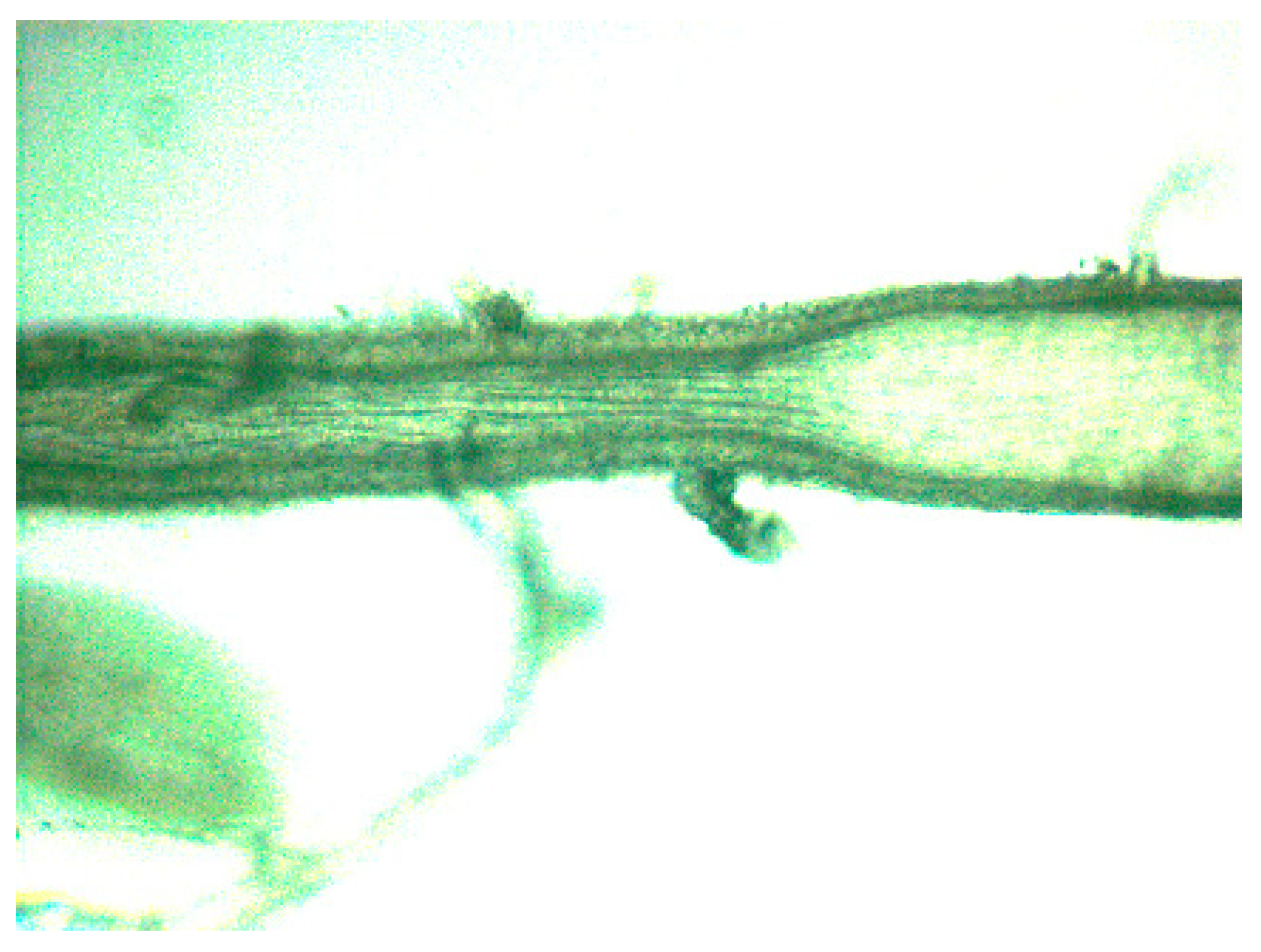 Biomolecules 10 01685 g001