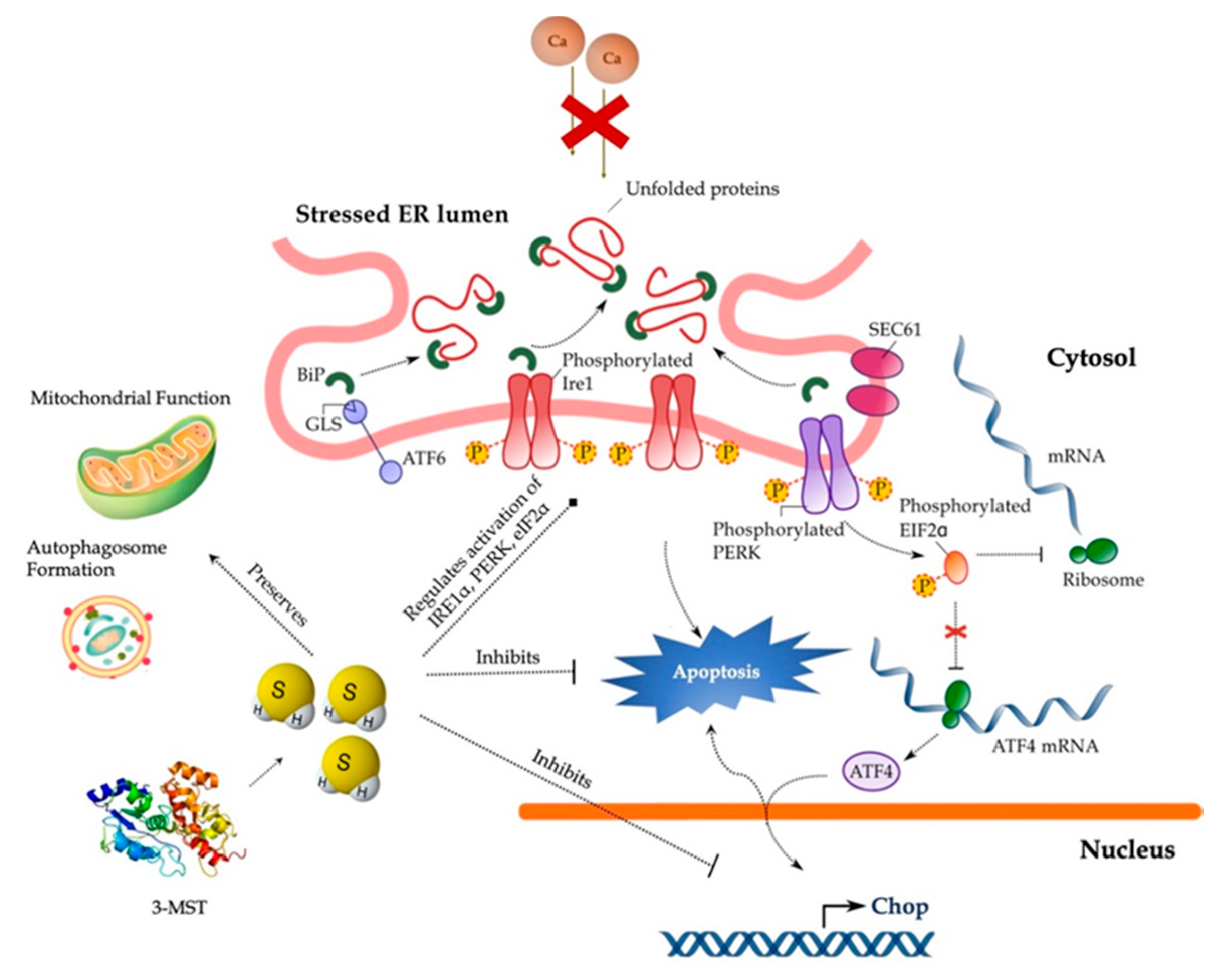 Biomolecules 10 01692 g014