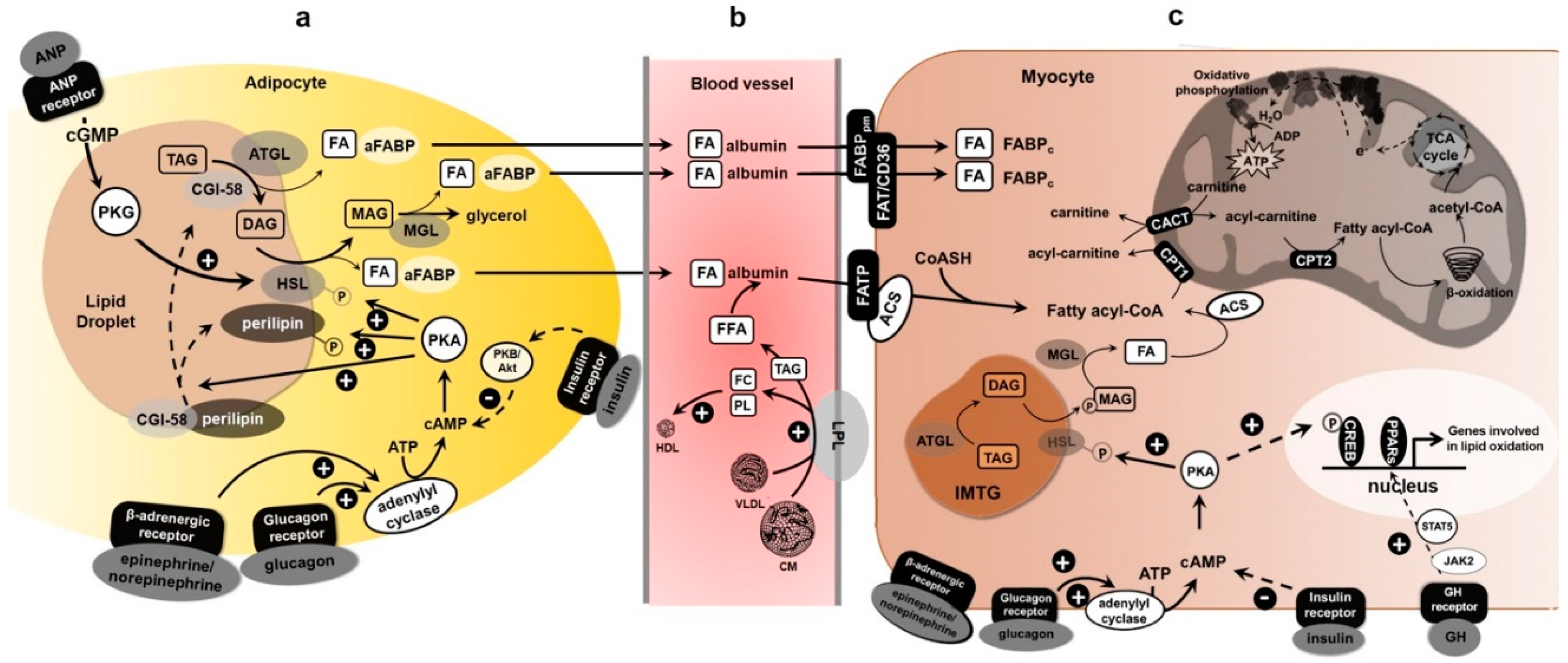 Biomolecules 10 01699 g001