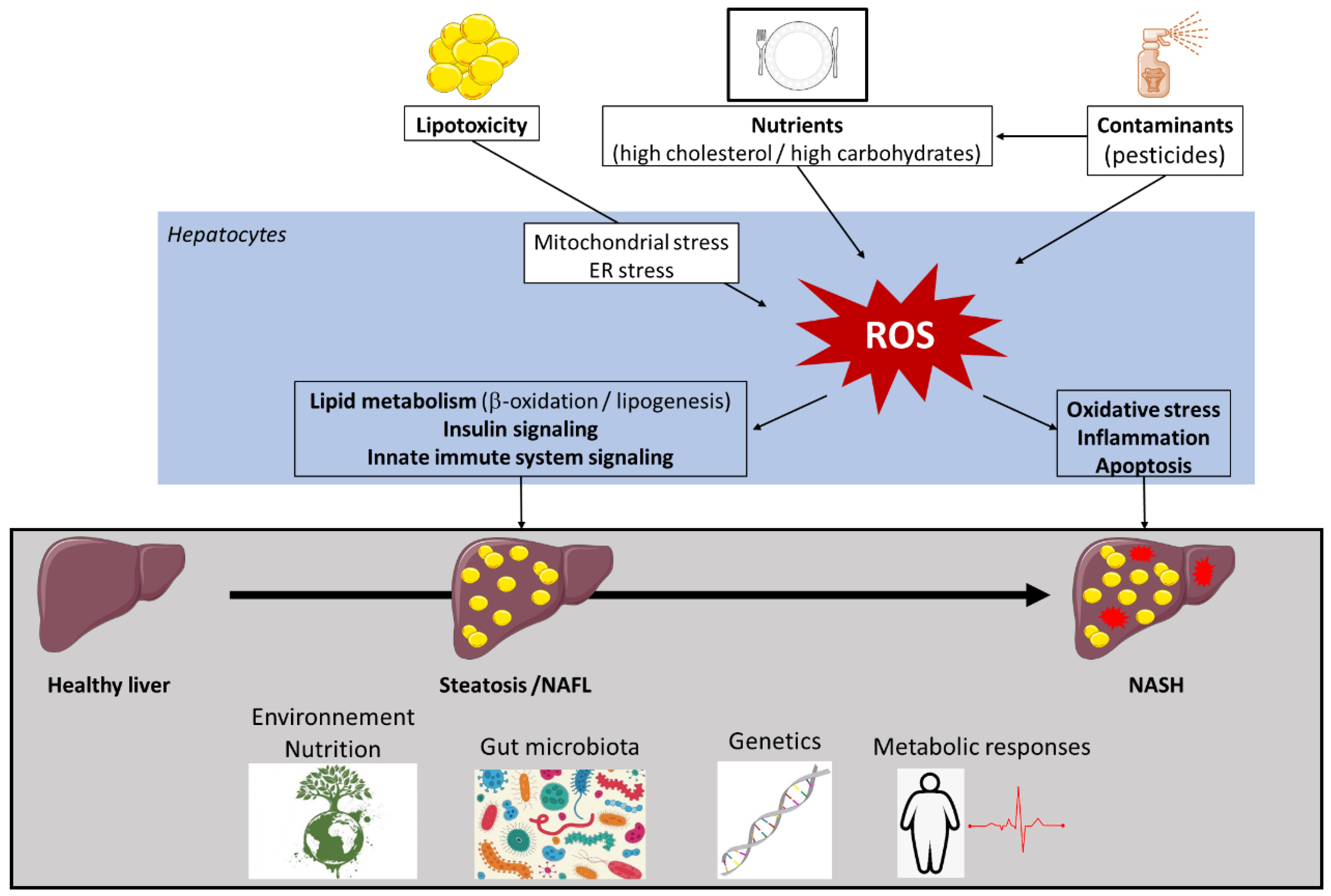 Biomolecules 10 01702 g001