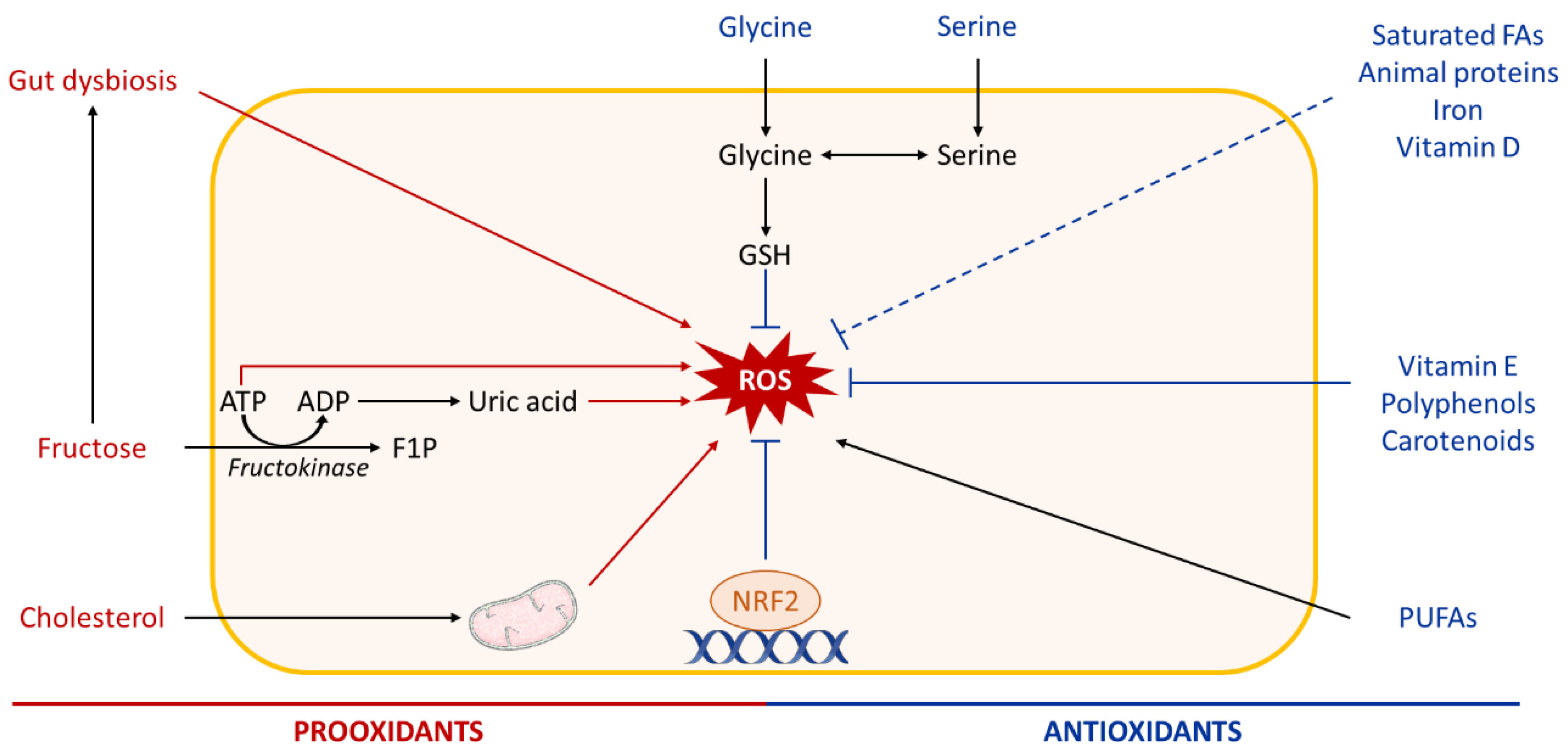 Biomolecules 10 01702 g007