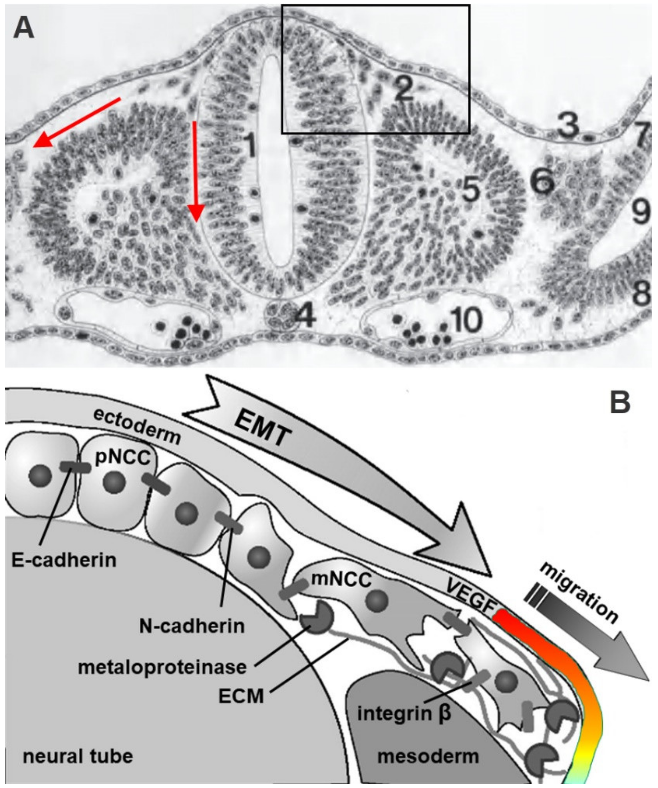Biomolecules 11 00002 g002 Biomolecules 11 00002 g002
