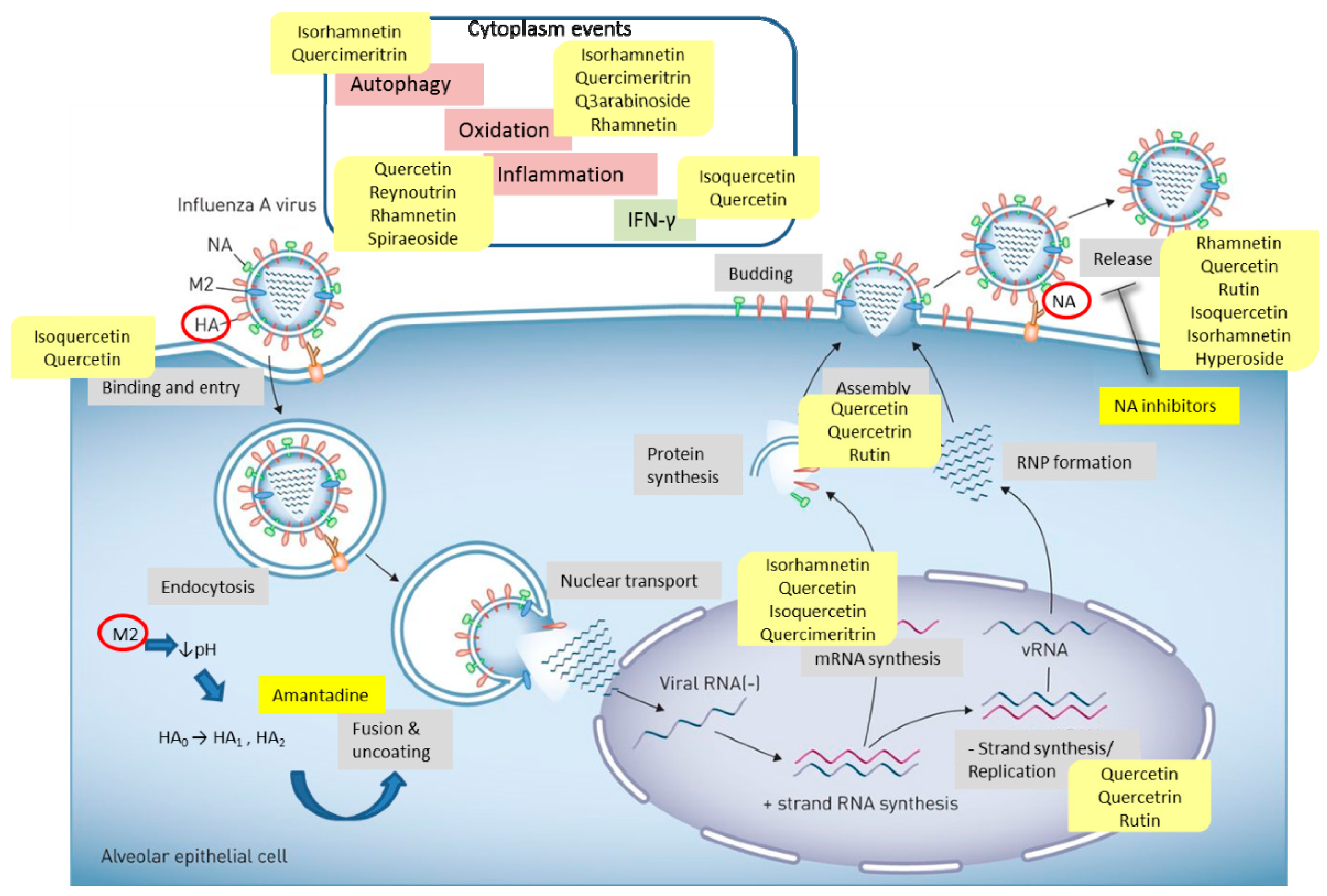 Biomolecules 11 00010 g002 Biomolecules 11 00010 g002