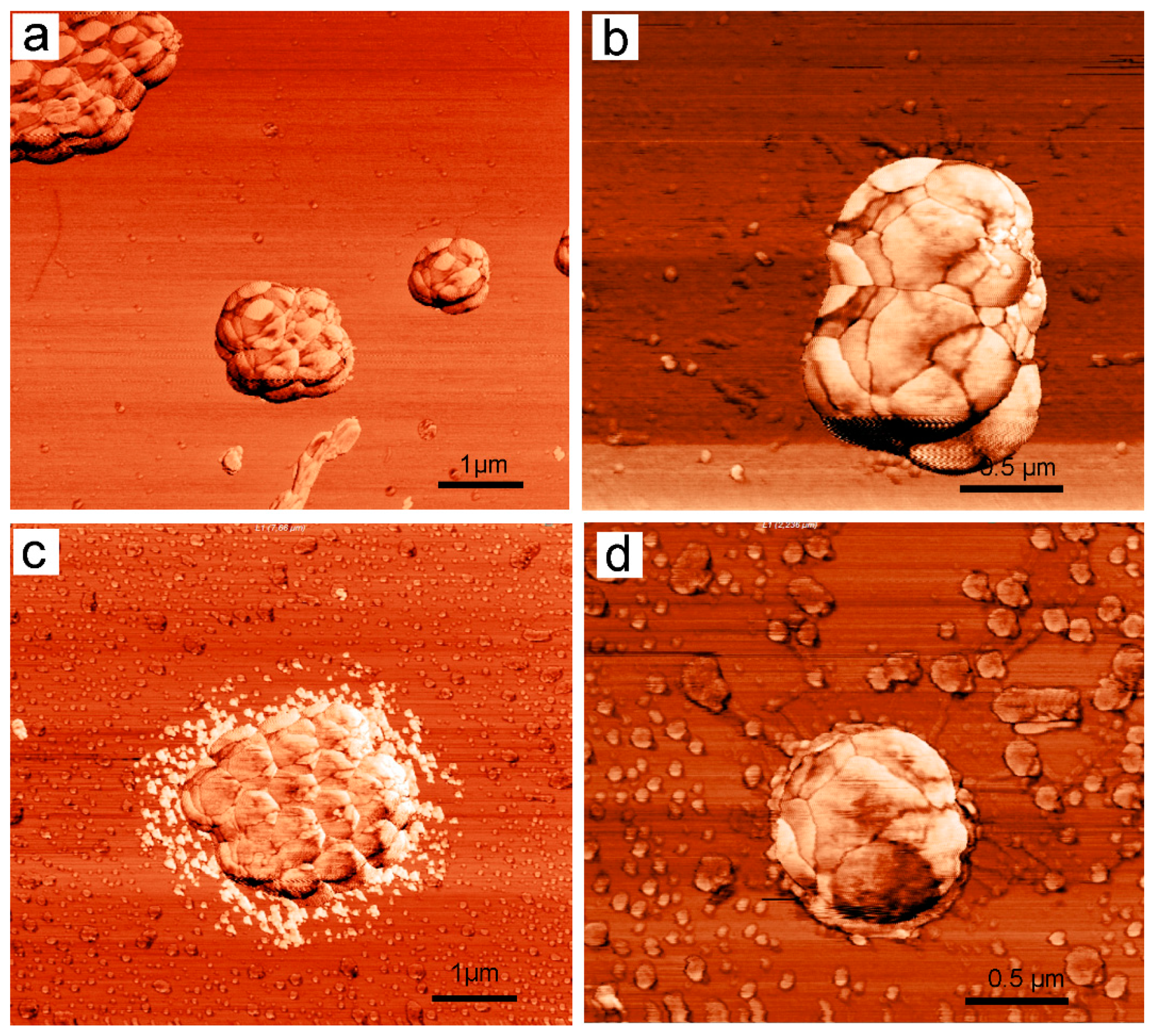 Biomolecules 11 00013 g004