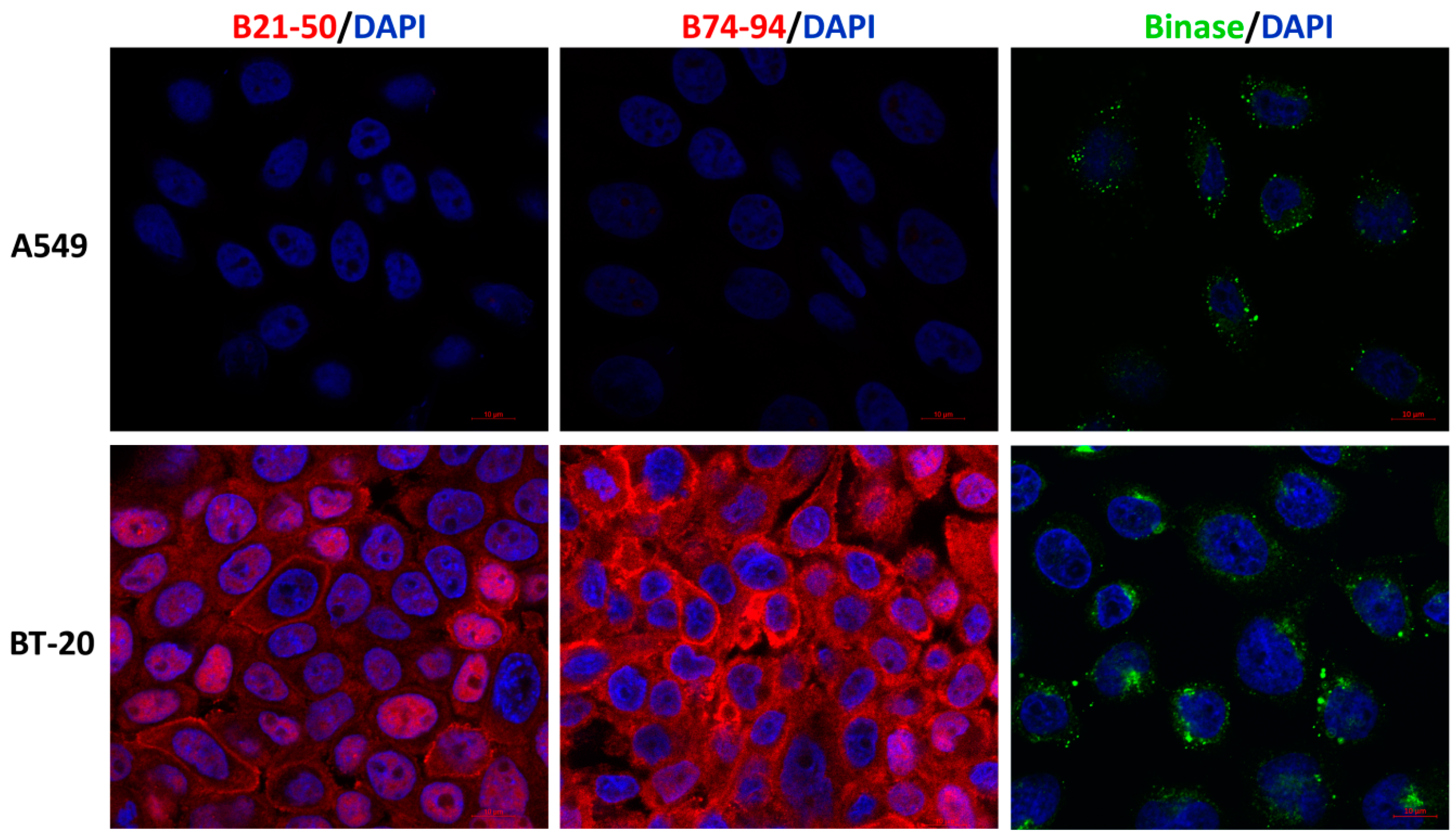 Biomolecules 11 00016 g003