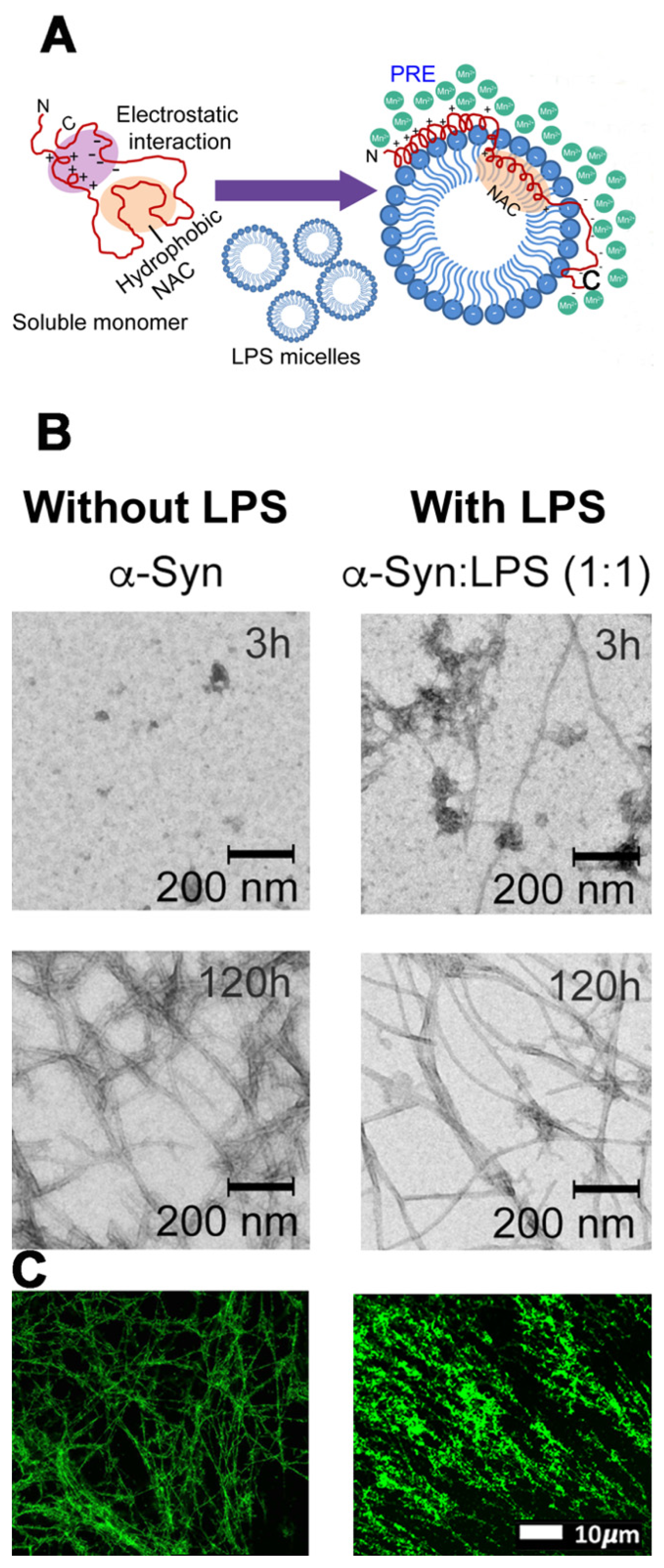 Biomolecules 11 00030 g004 Biomolecules 11 00030 g004