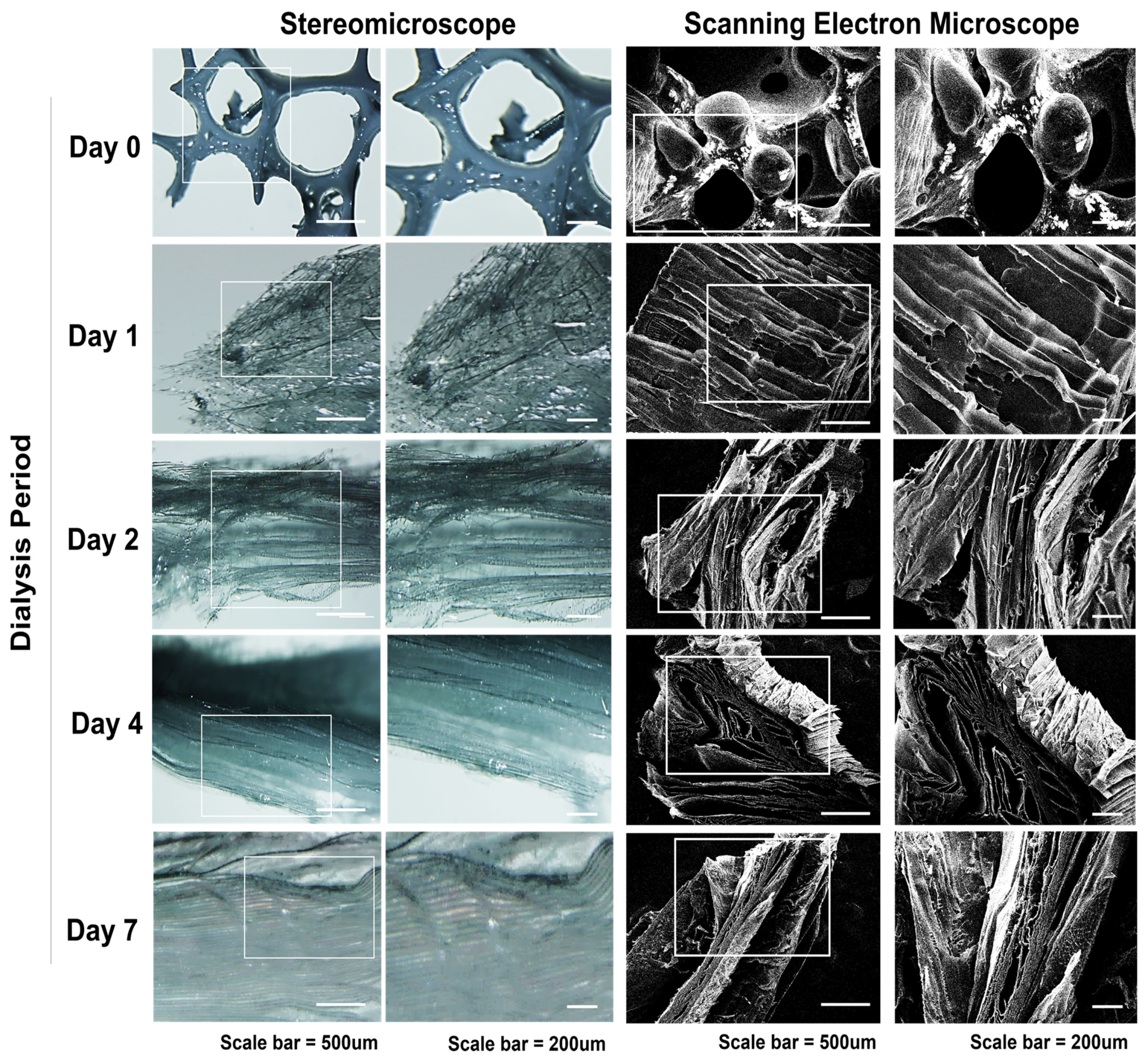 Biomolecules 11 00035 g004 Biomolecules 11 00035 g004