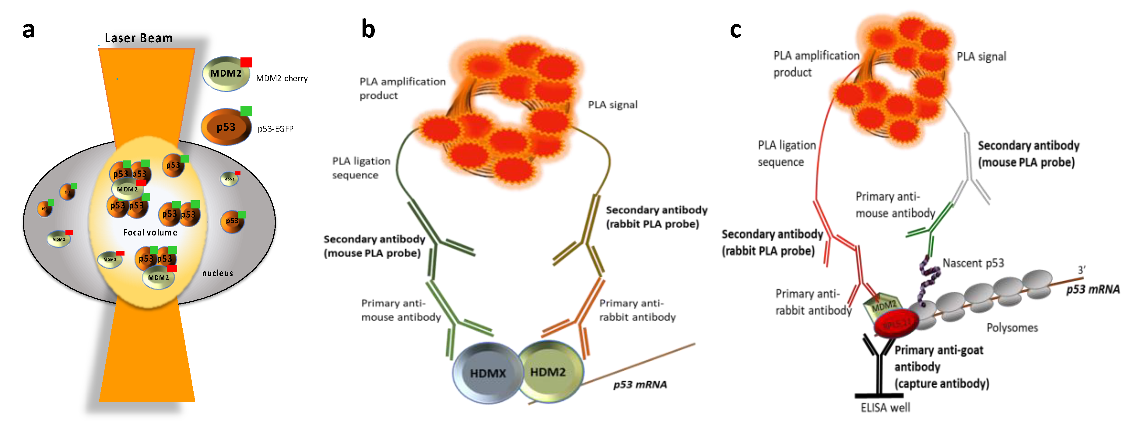 Biomolecules 11 00036 g001