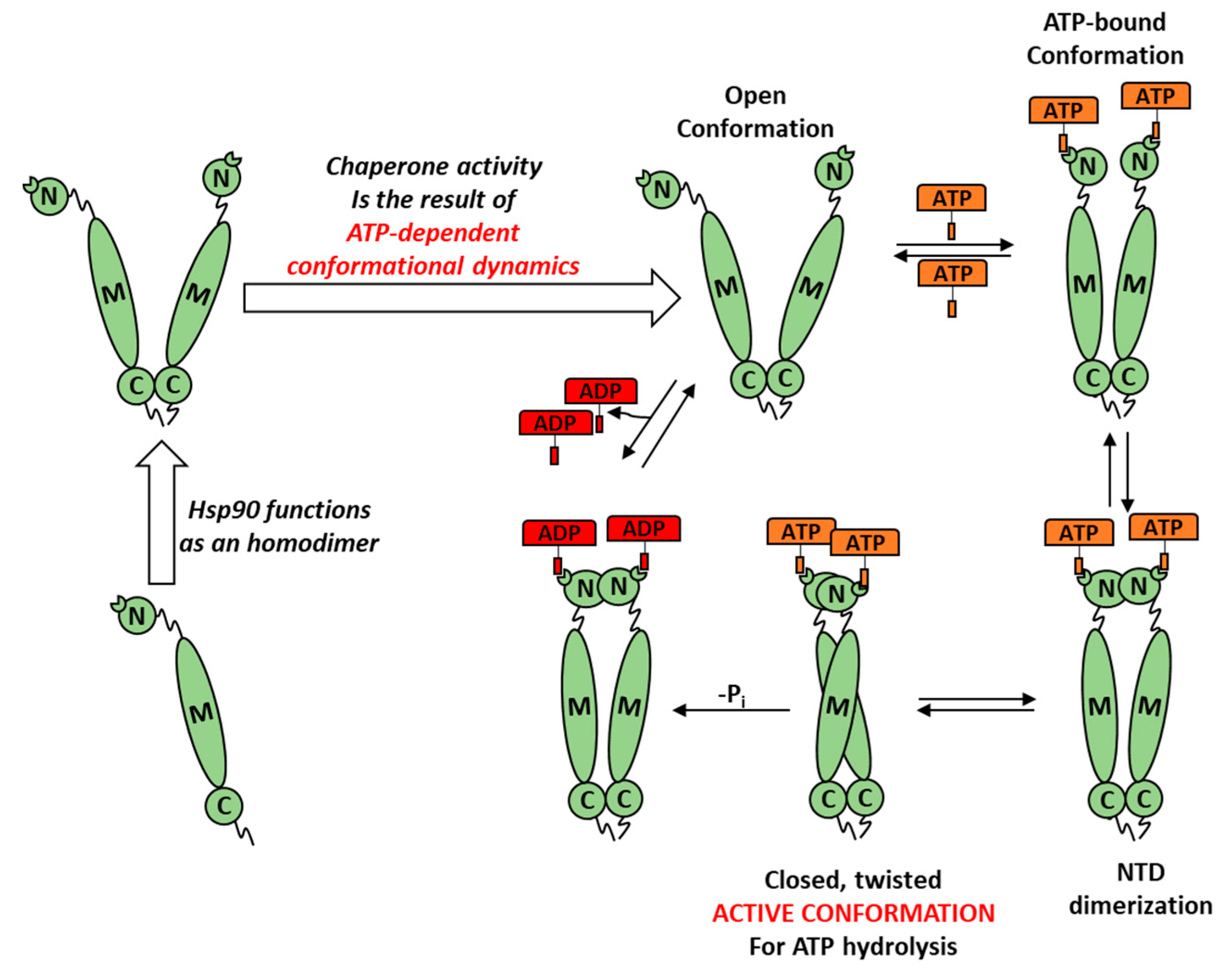 Biomolecules 11 00056 g003 Biomolecules 11 00056 g003