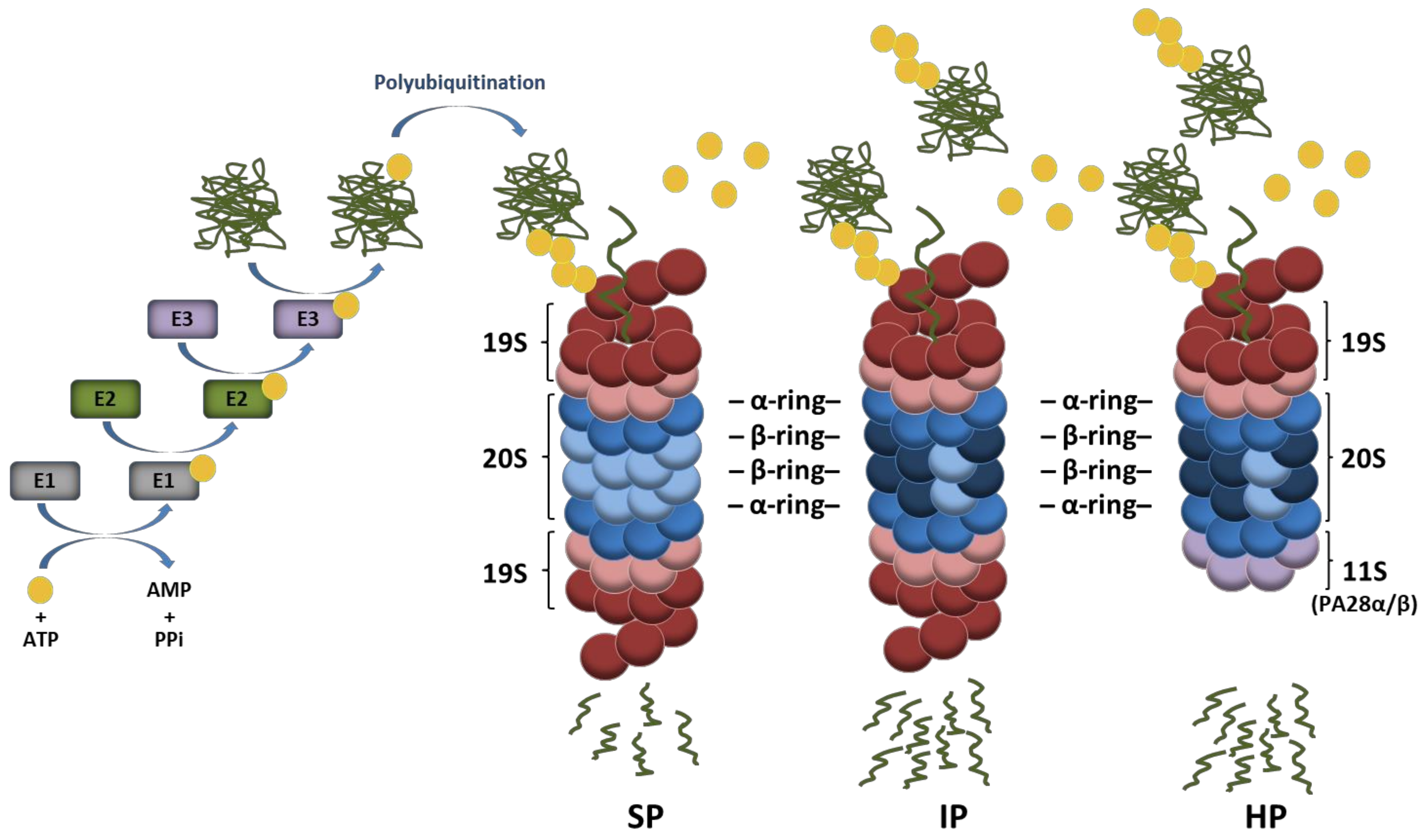 Biomolecules 11 00060 g001