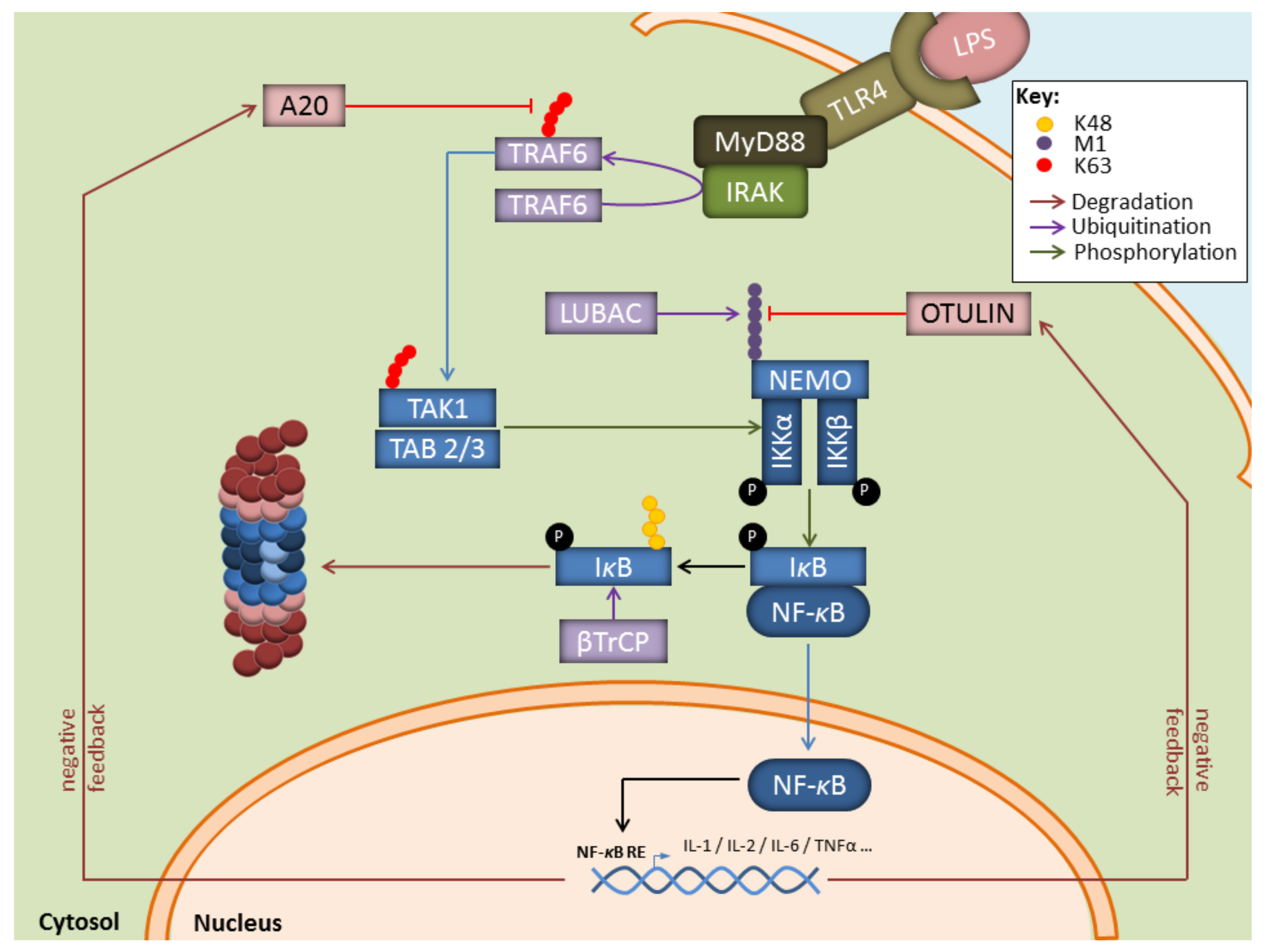 Biomolecules 11 00060 g002