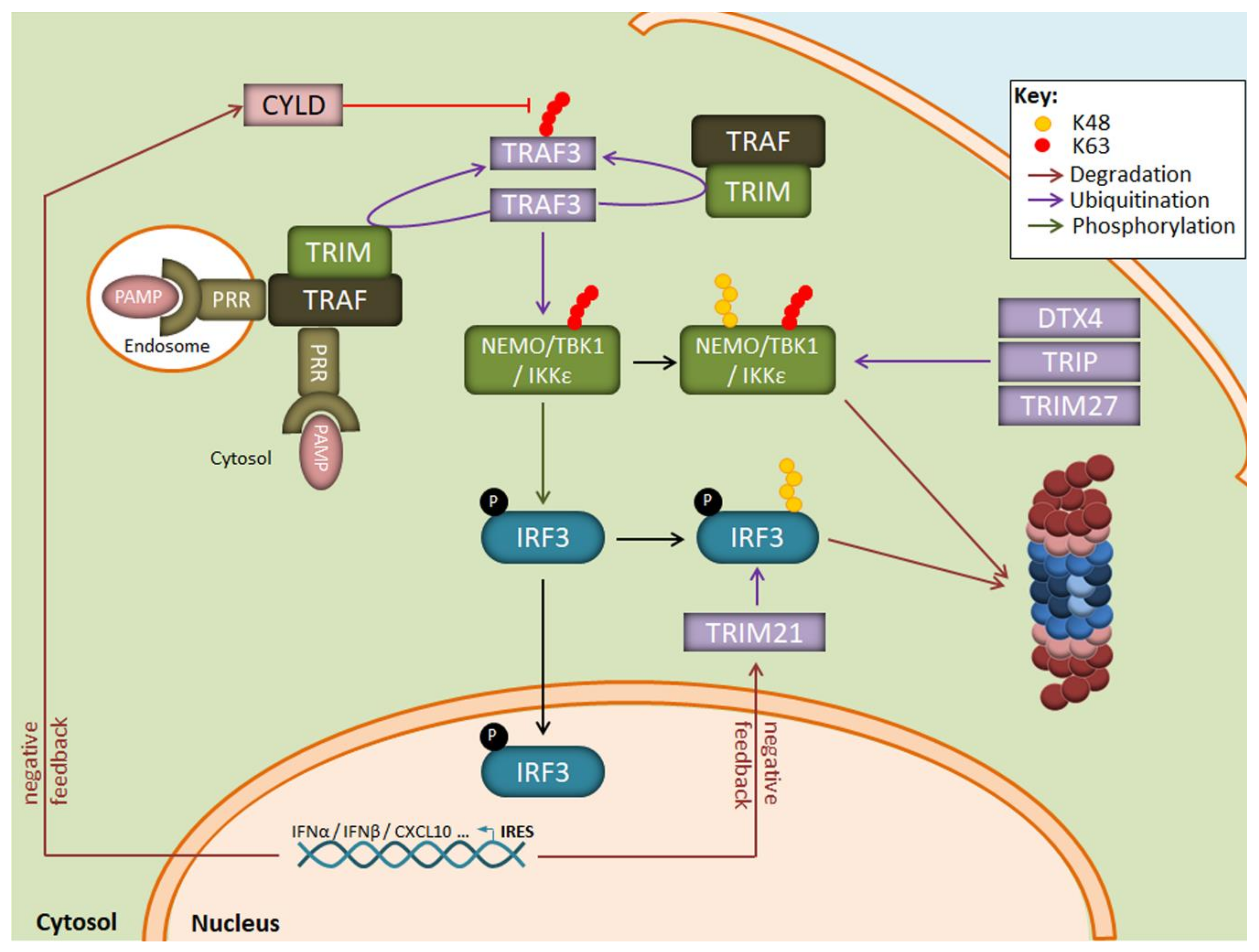 Biomolecules 11 00060 g003