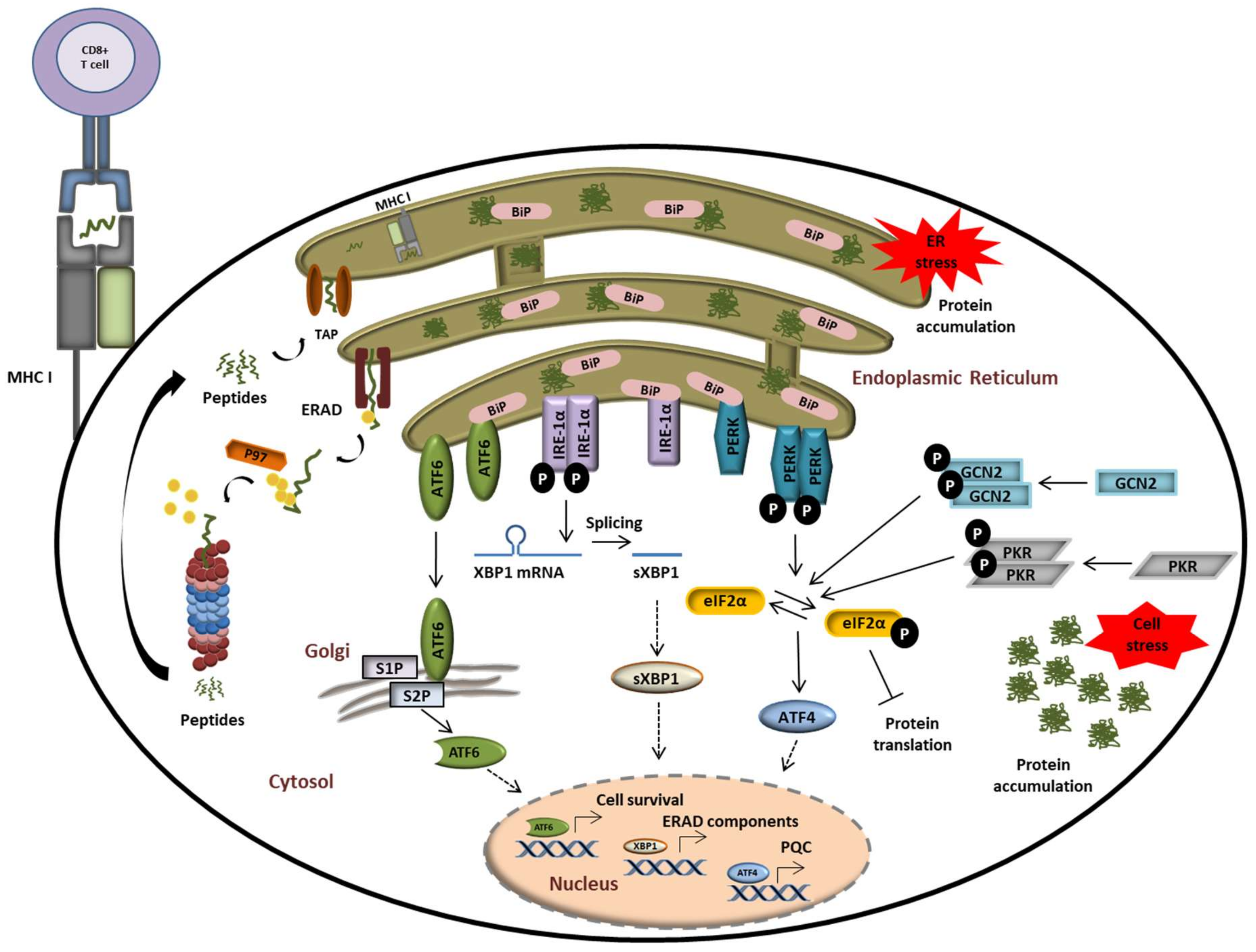 Biomolecules 11 00060 g004