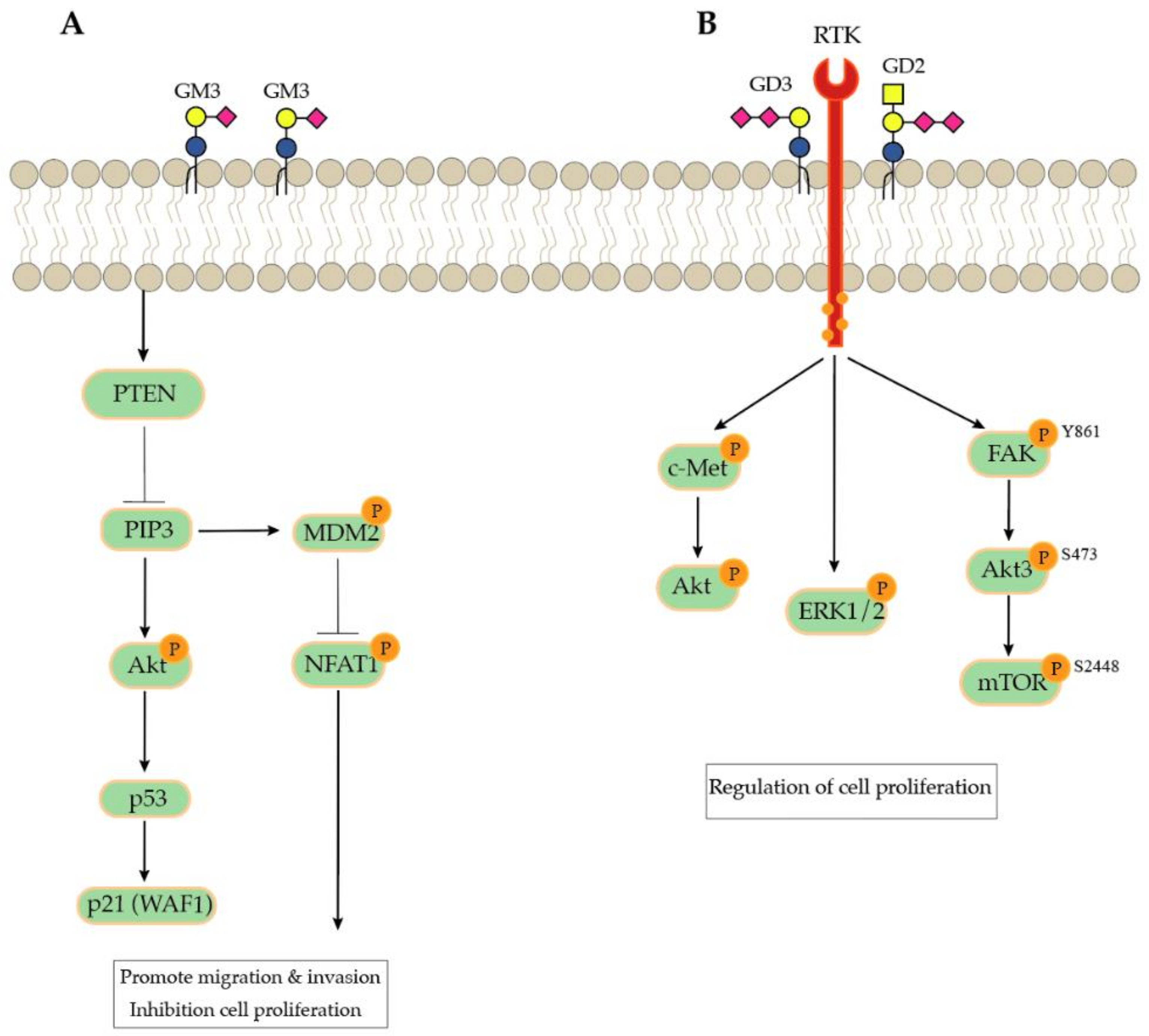 Biomolecules 11 00062 g004