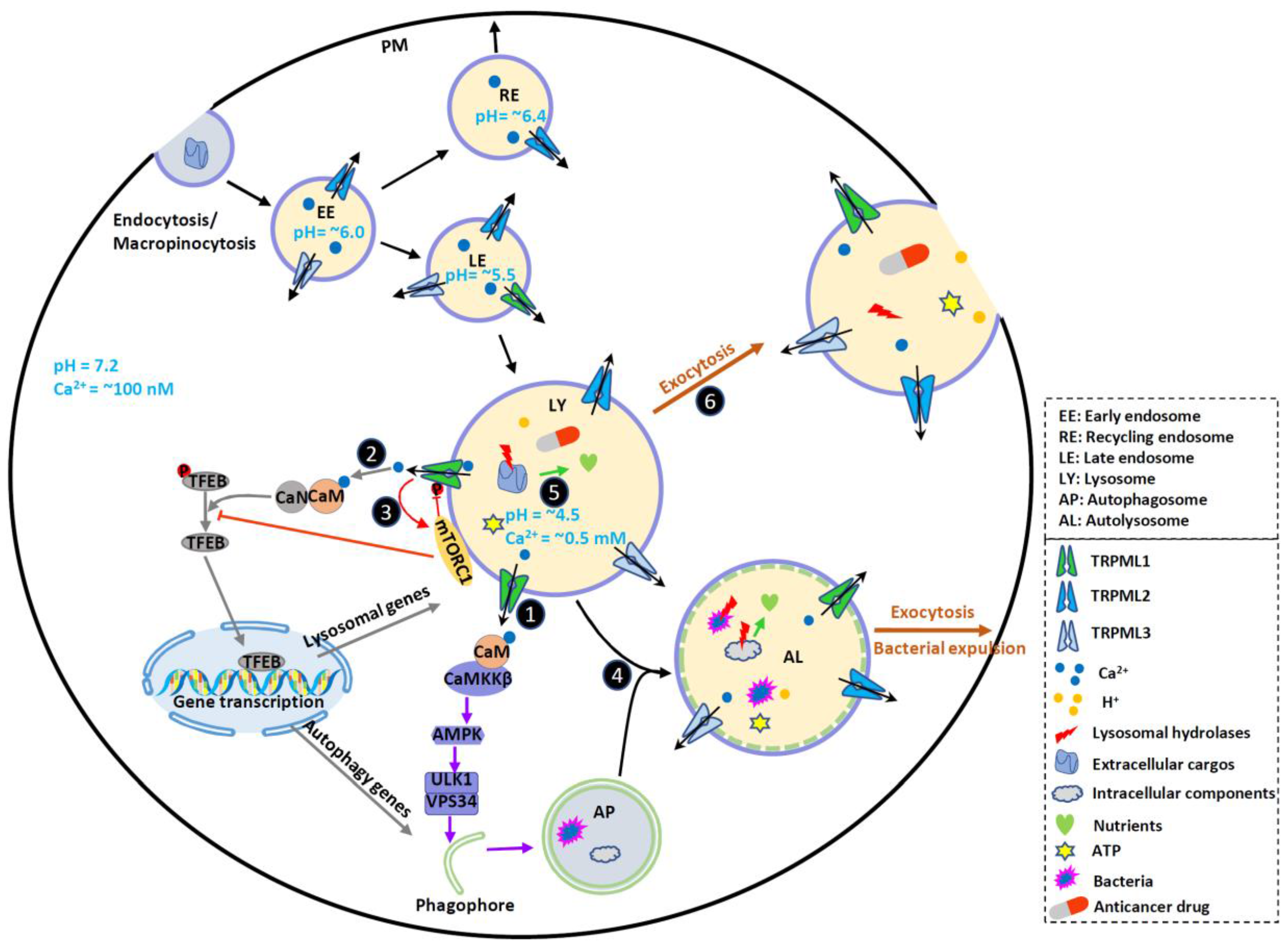 Biomolecules 11 00065 g001
