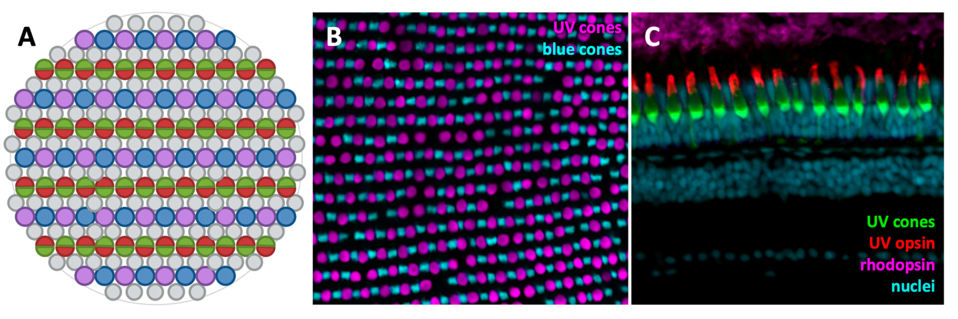 Biomolecules 11 00078 g002