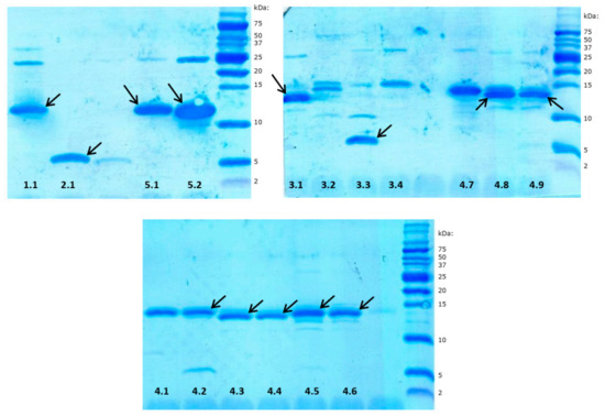 Biomolecules 11 00083 g002