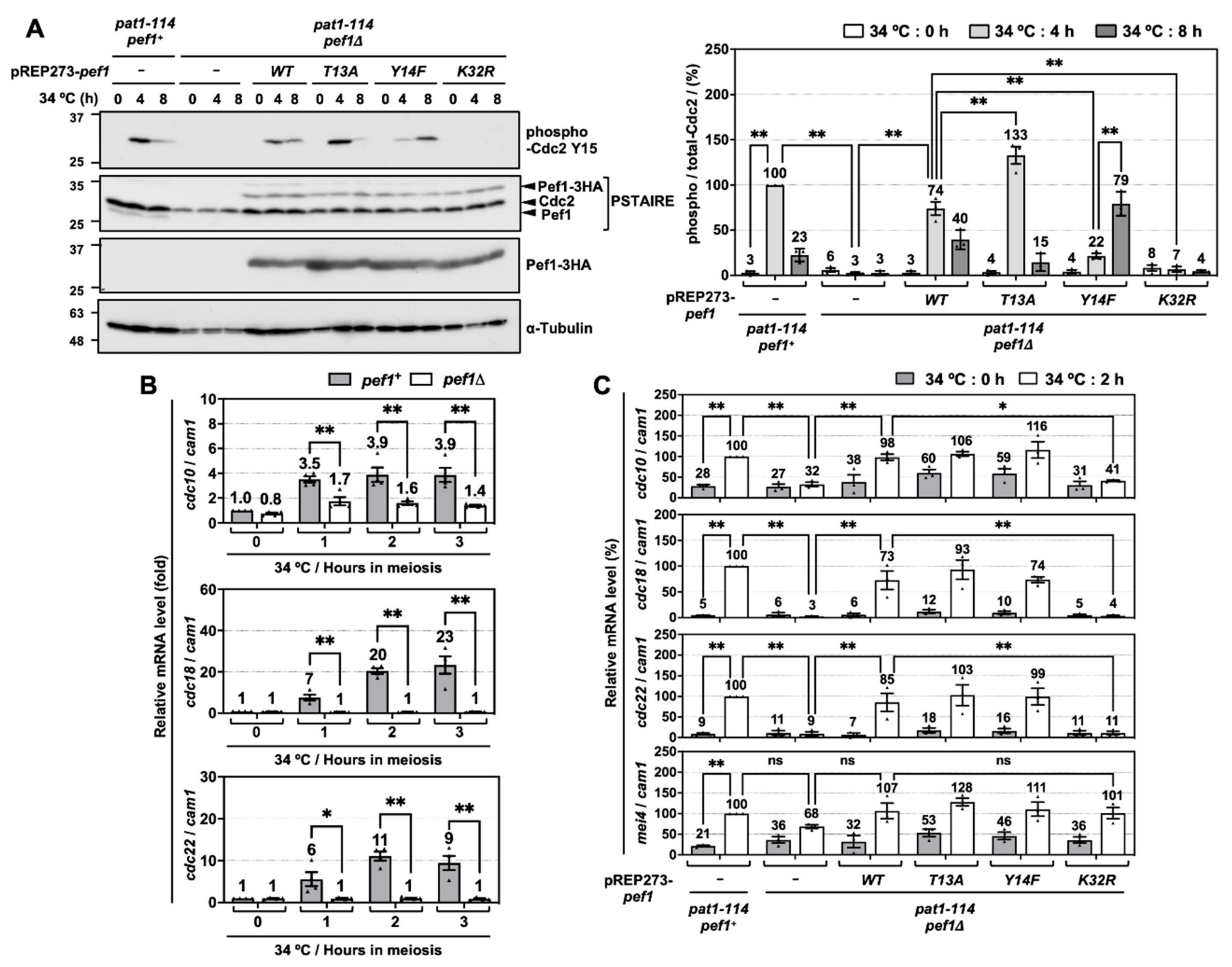 Biomolecules 11 00089 g002