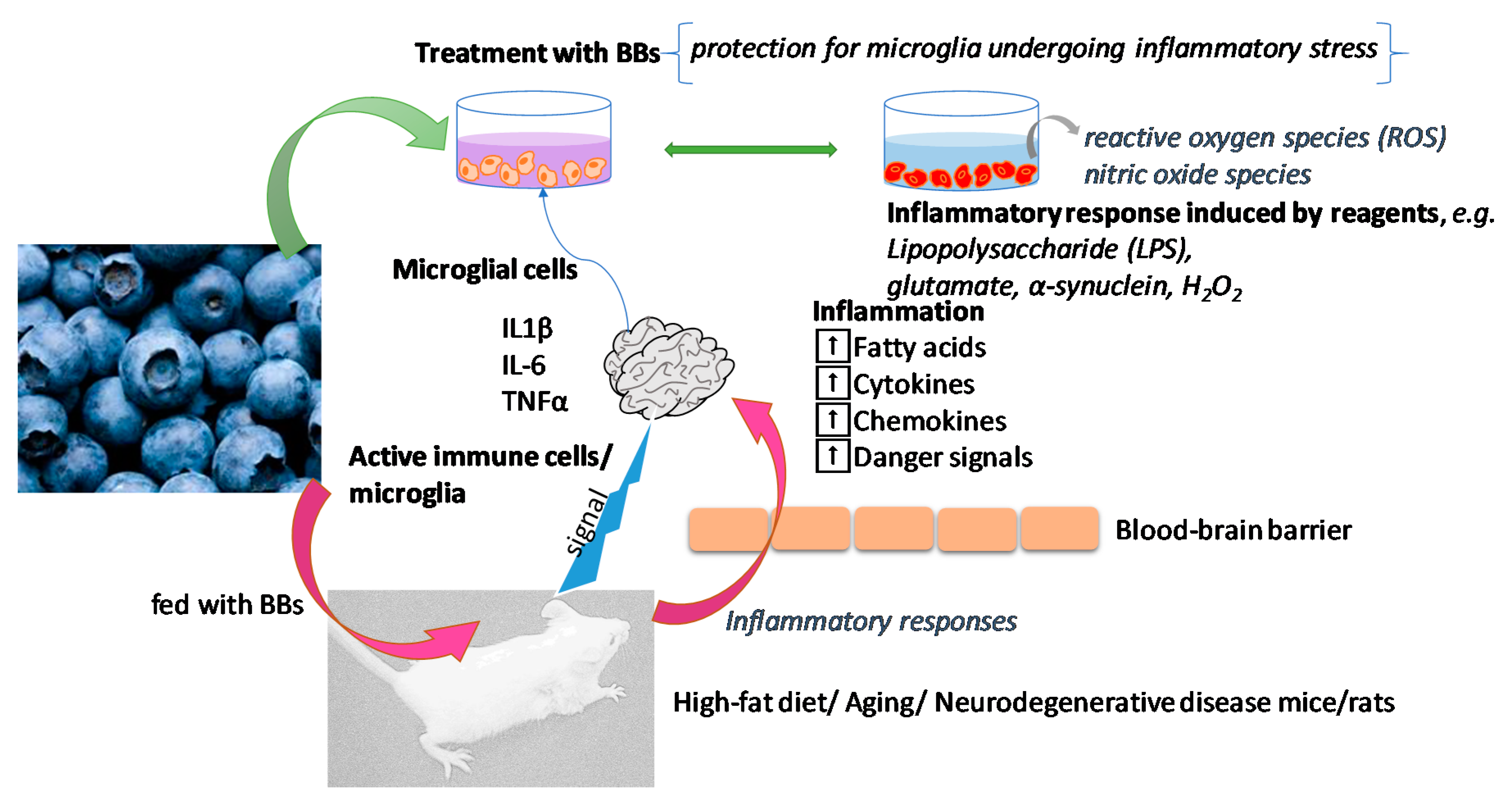 Biomolecules 11 00102 g001 Biomolecules 11 00102 g001