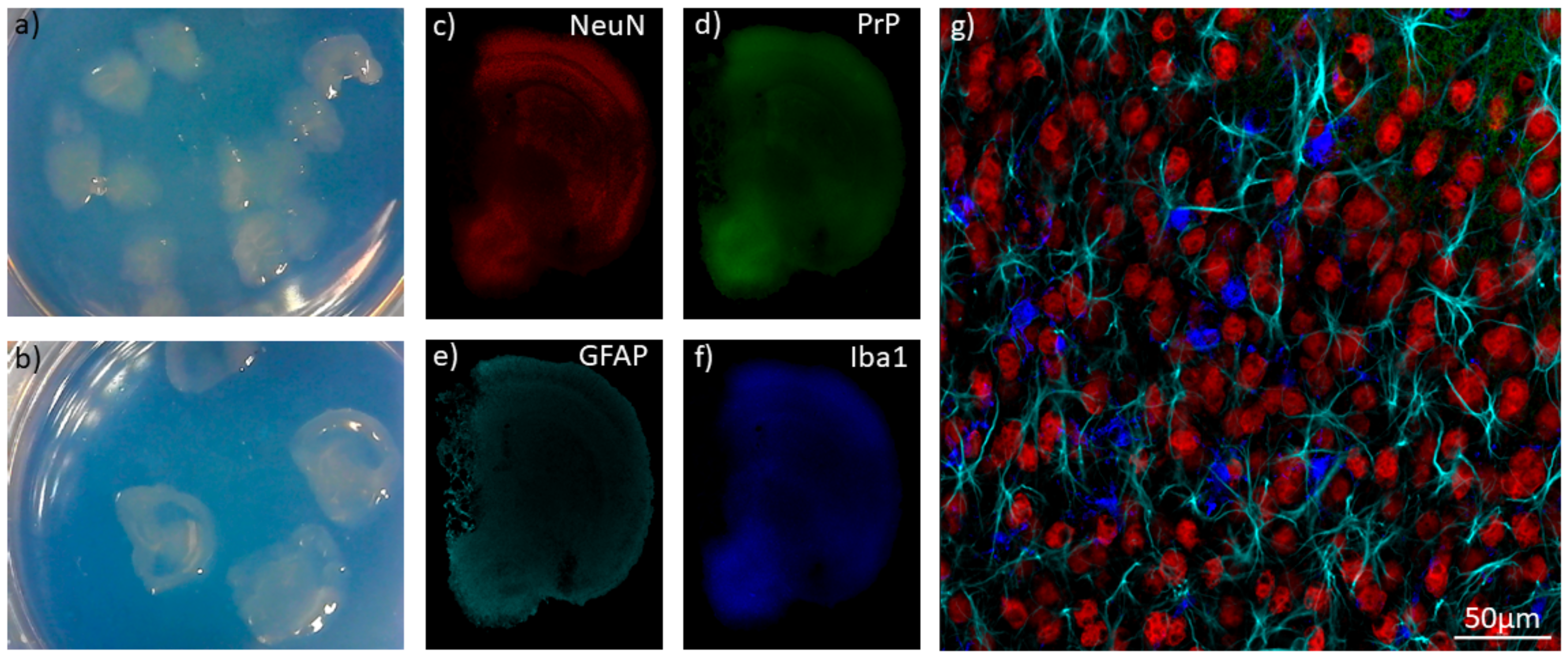 Biomolecules 11 00106 g001