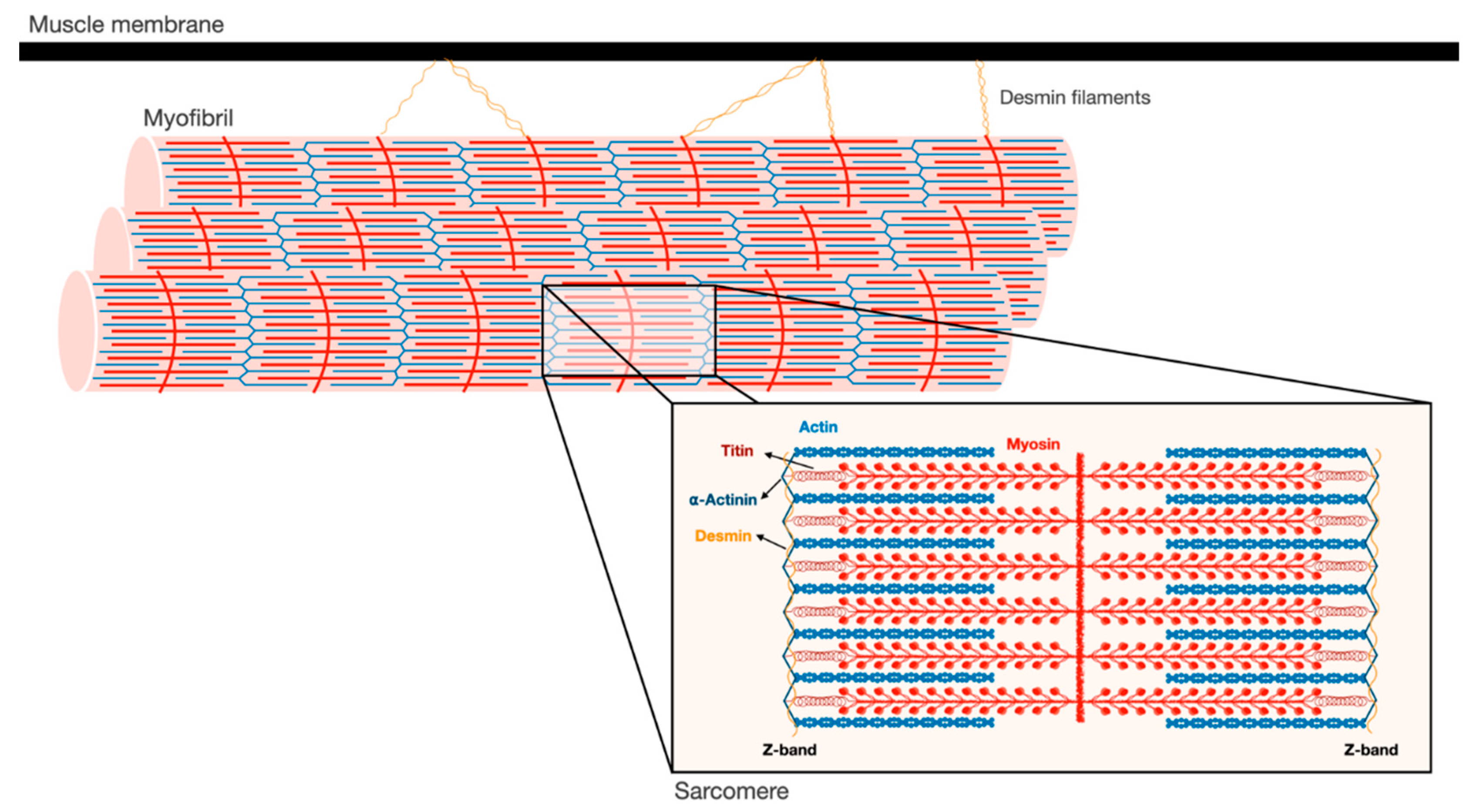 Biomolecules 11 00110 g001 Biomolecules 11 00110 g001