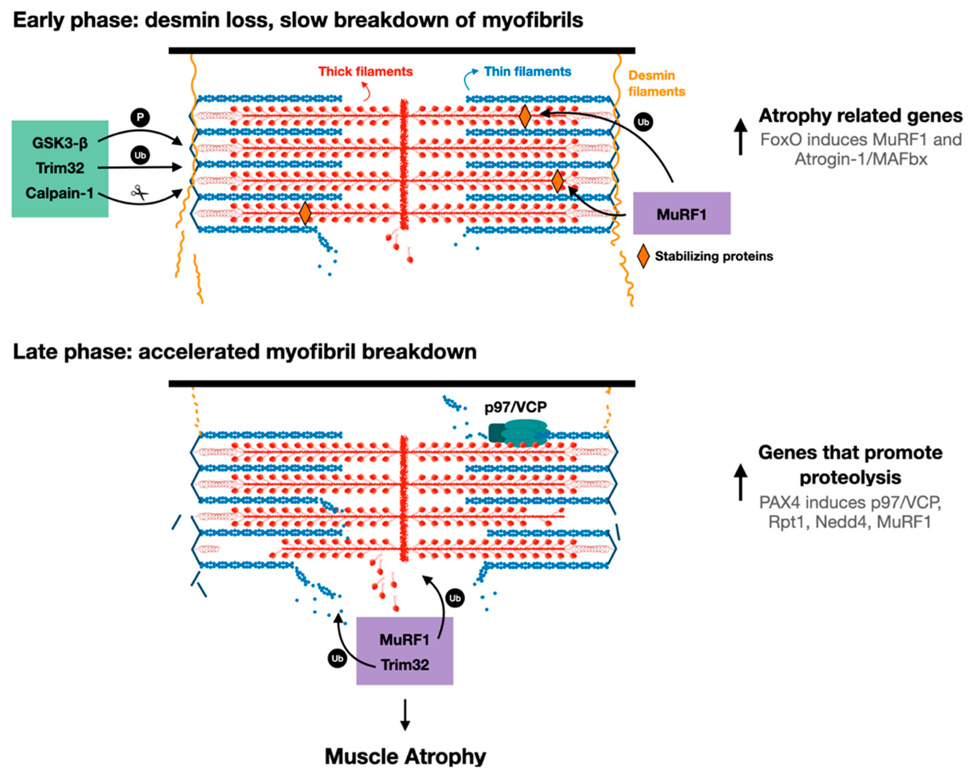 Biomolecules 11 00110 g002 Biomolecules 11 00110 g002