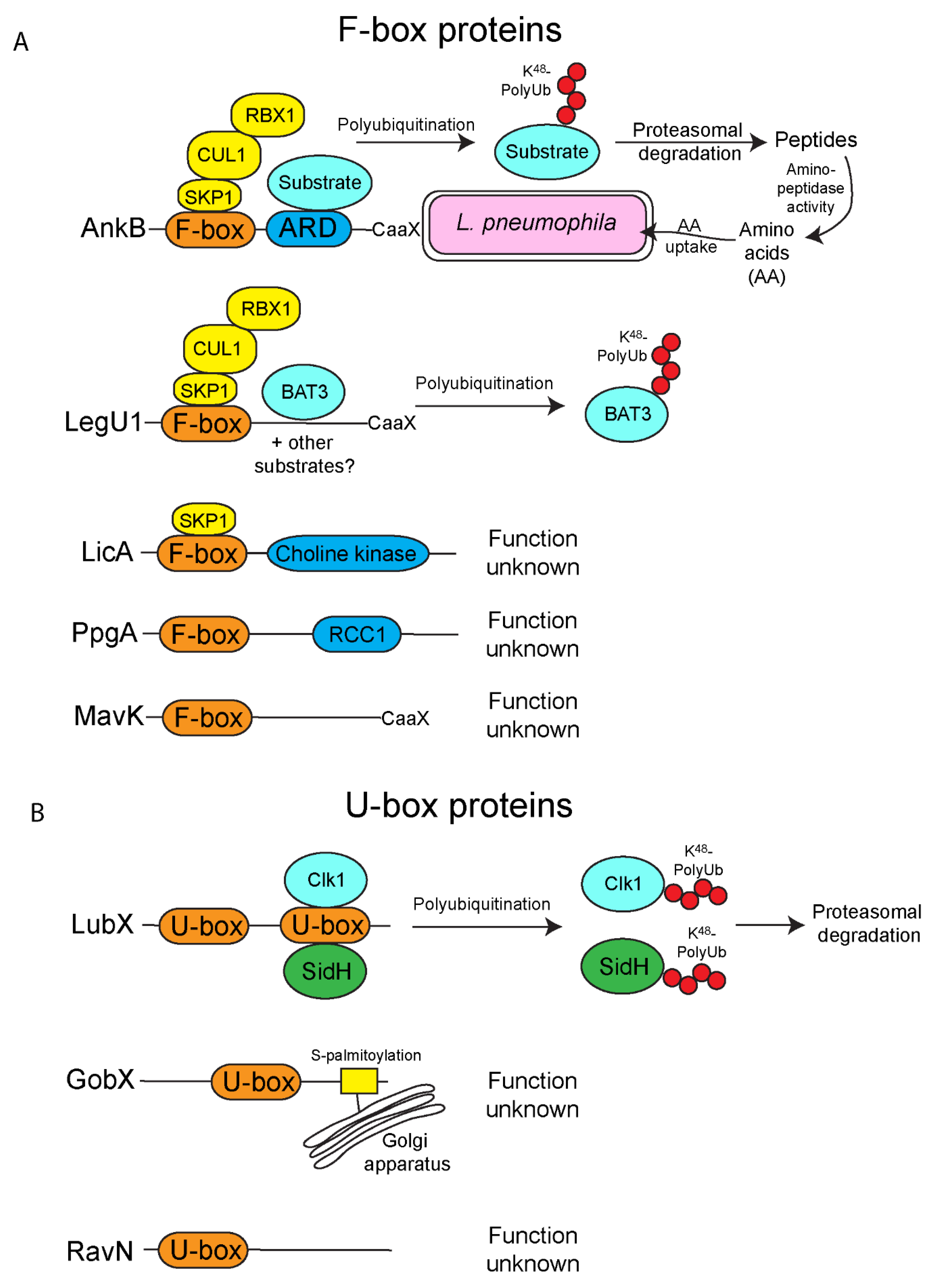 Biomolecules 11 00112 g001