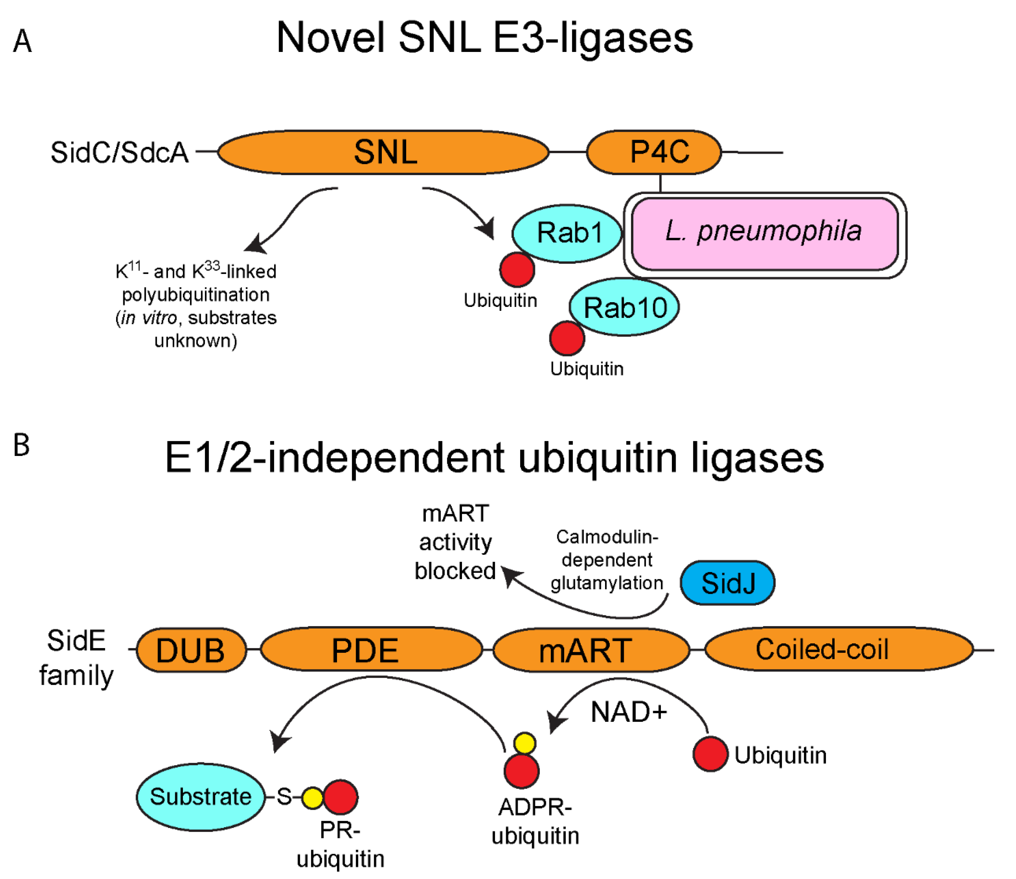 Biomolecules 11 00112 g002