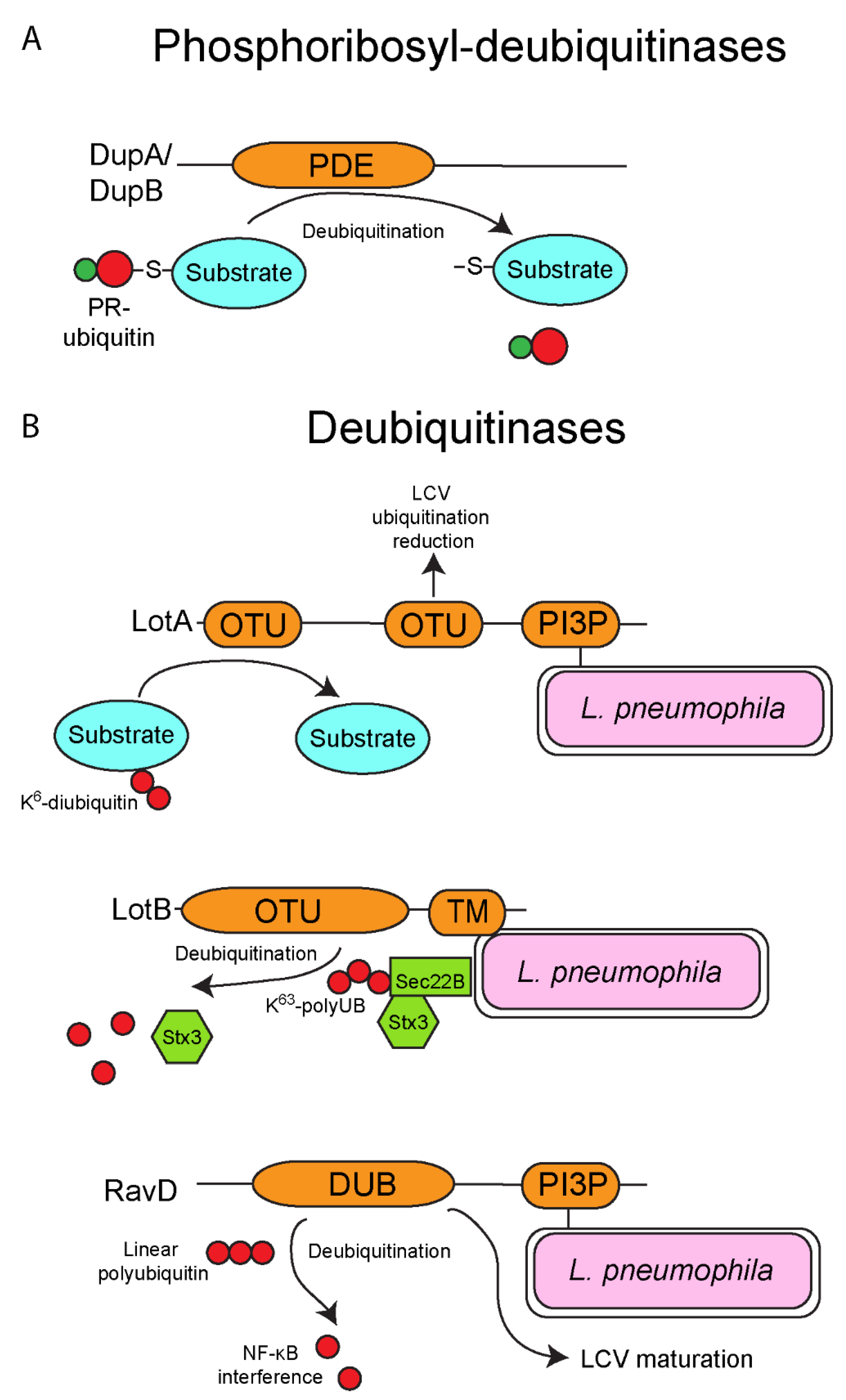 Biomolecules 11 00112 g003