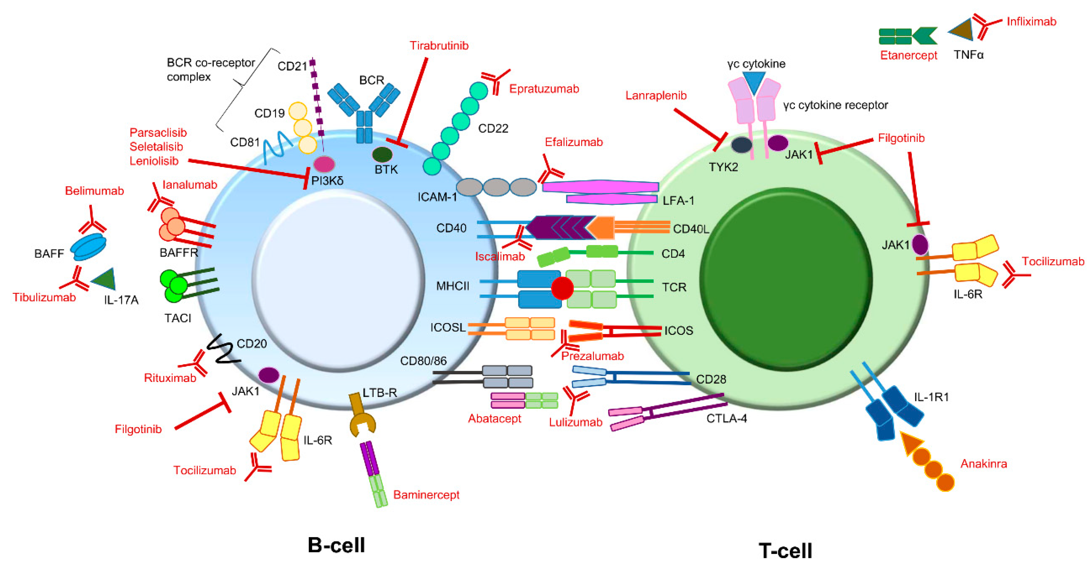 Biomolecules 11 00116 g002
