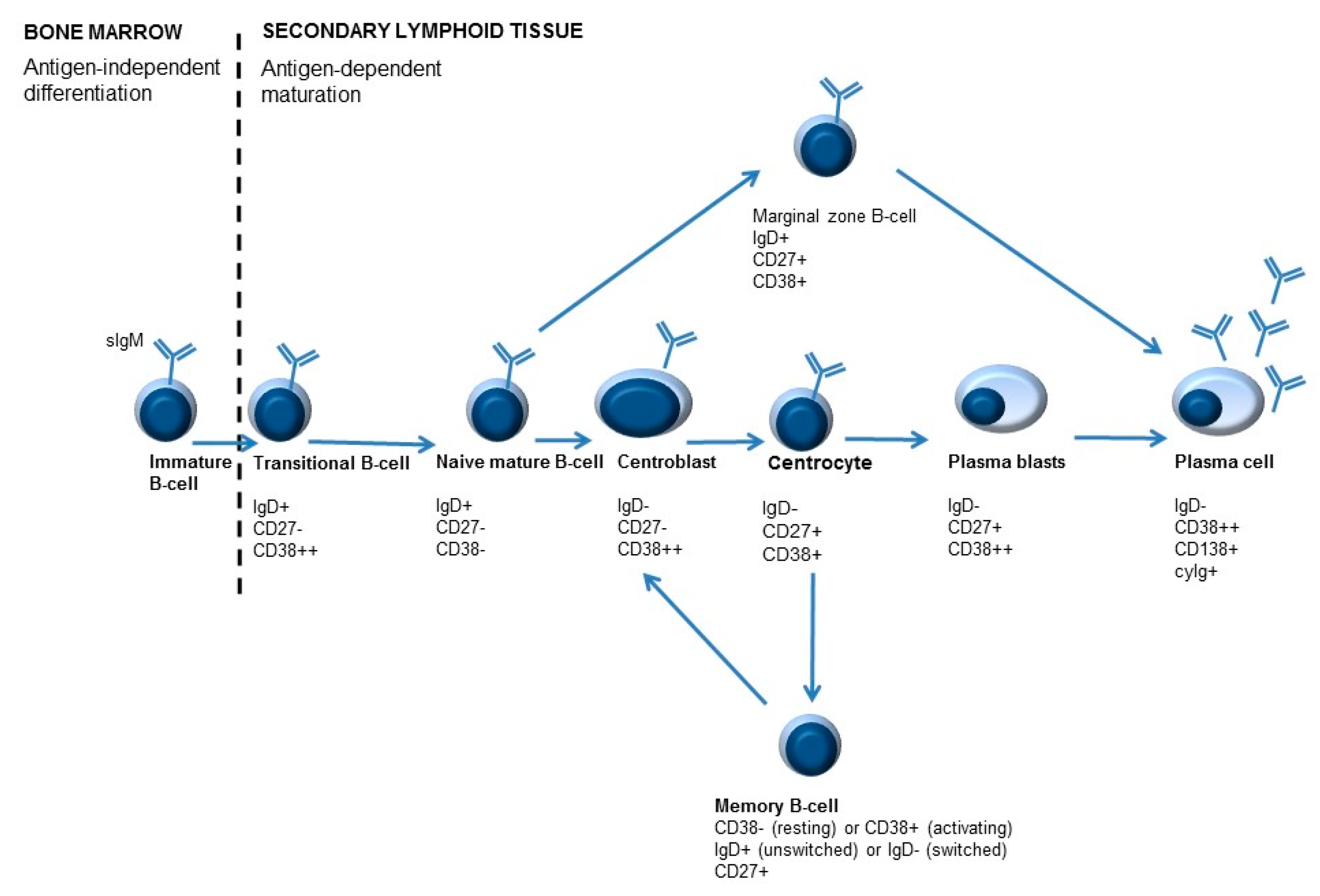 Biomolecules 11 00116 g003