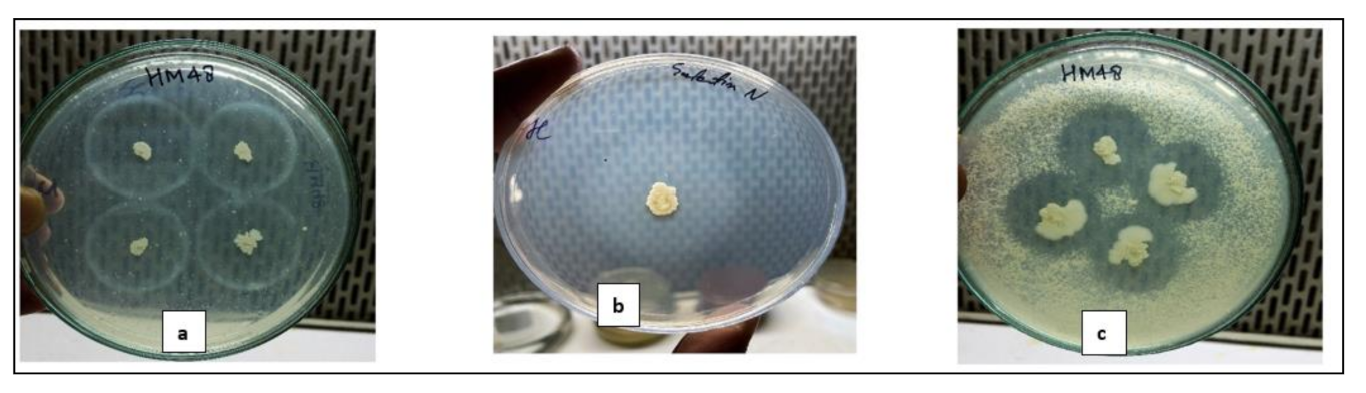 Biomolecules 11 00117 g003 Biomolecules 11 00117 g003