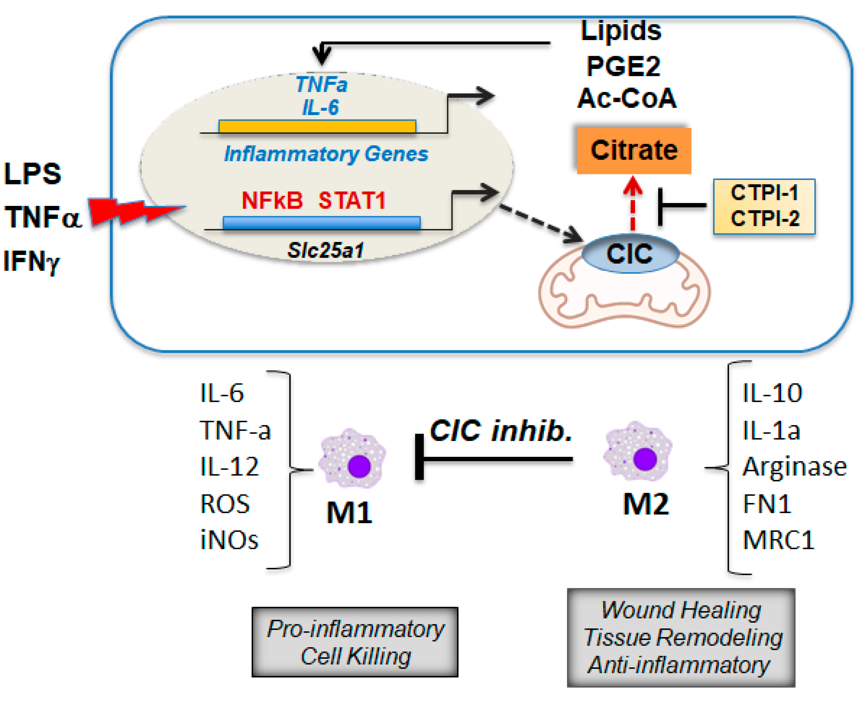 Biomolecules 11 00141 g007