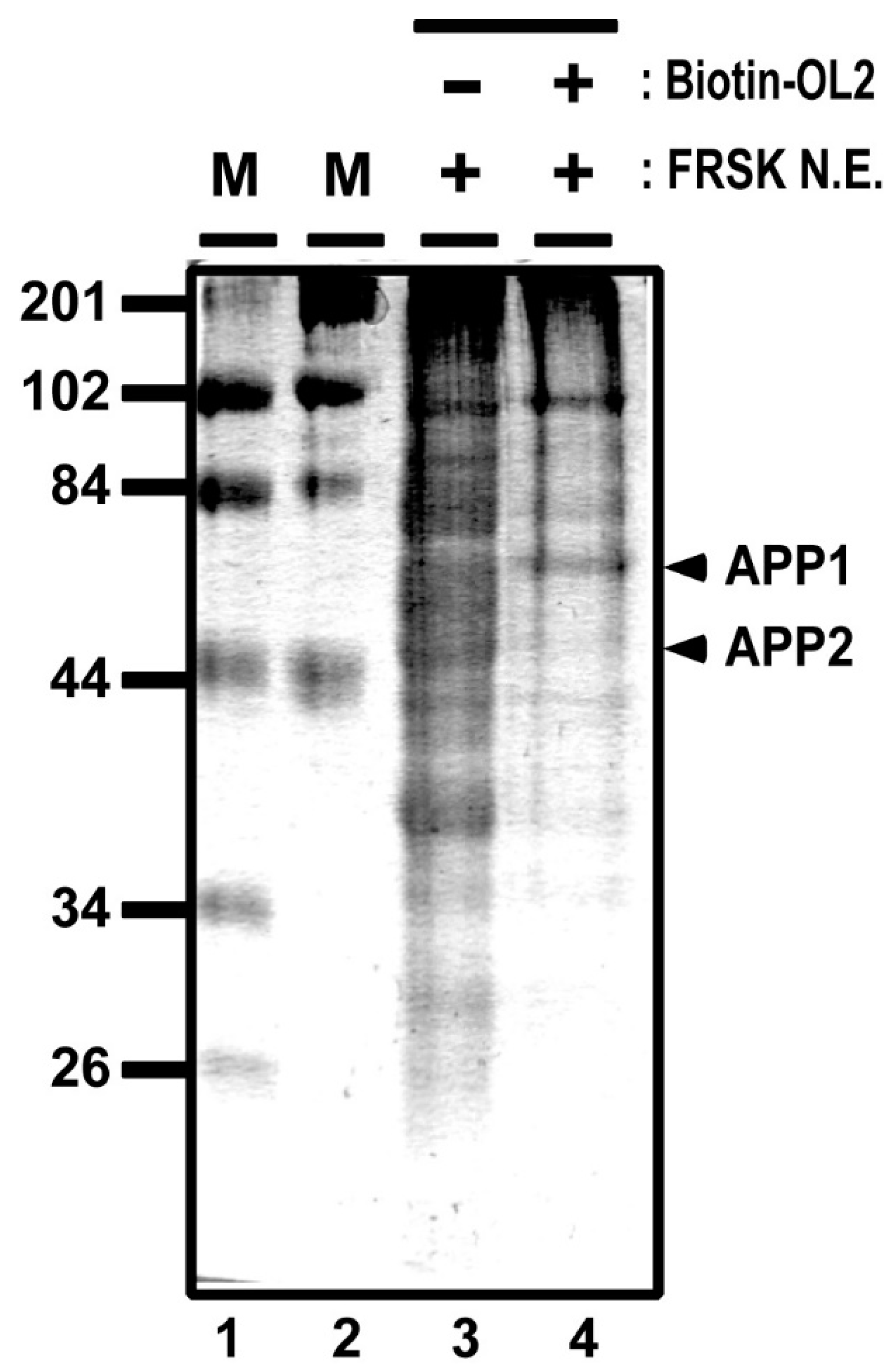 Biomolecules 11 00146 g004 Biomolecules 11 00146 g004