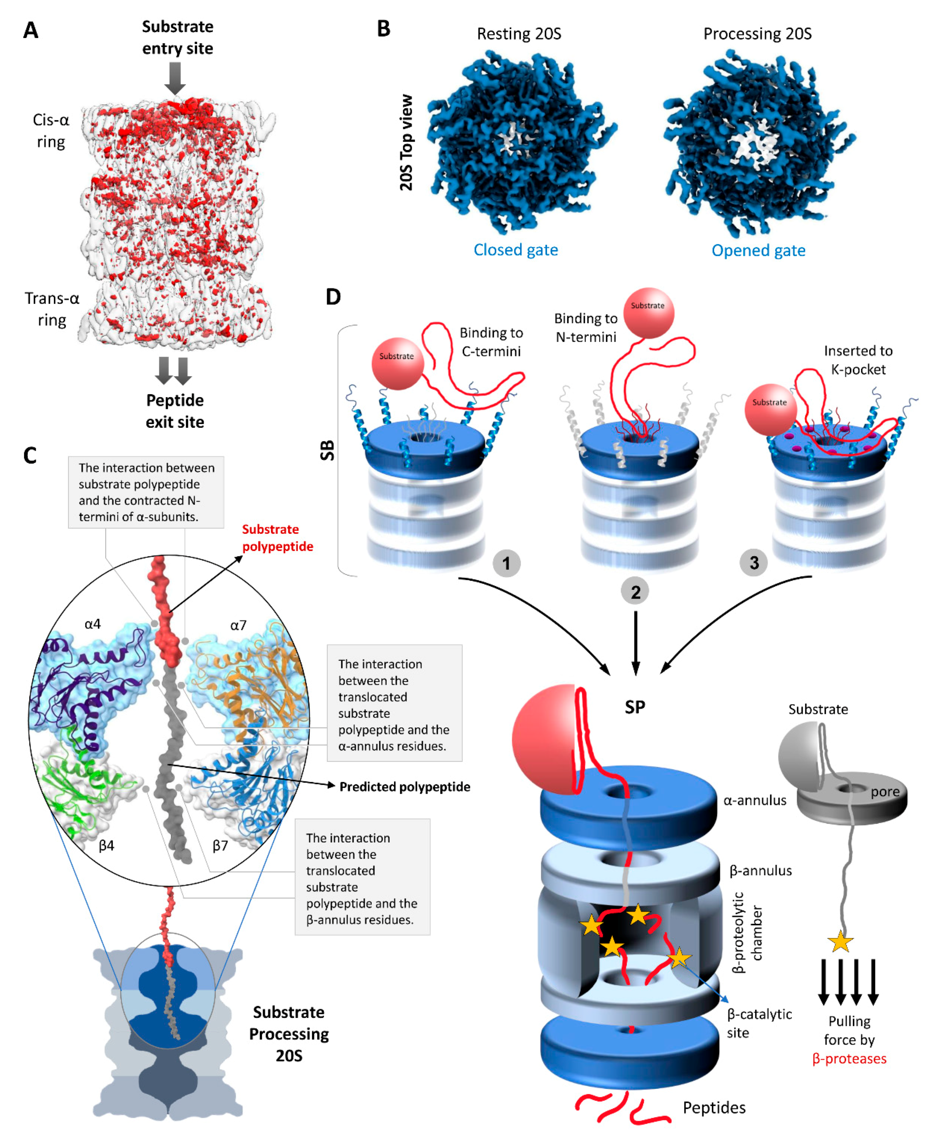 Biomolecules 11 00148 g004