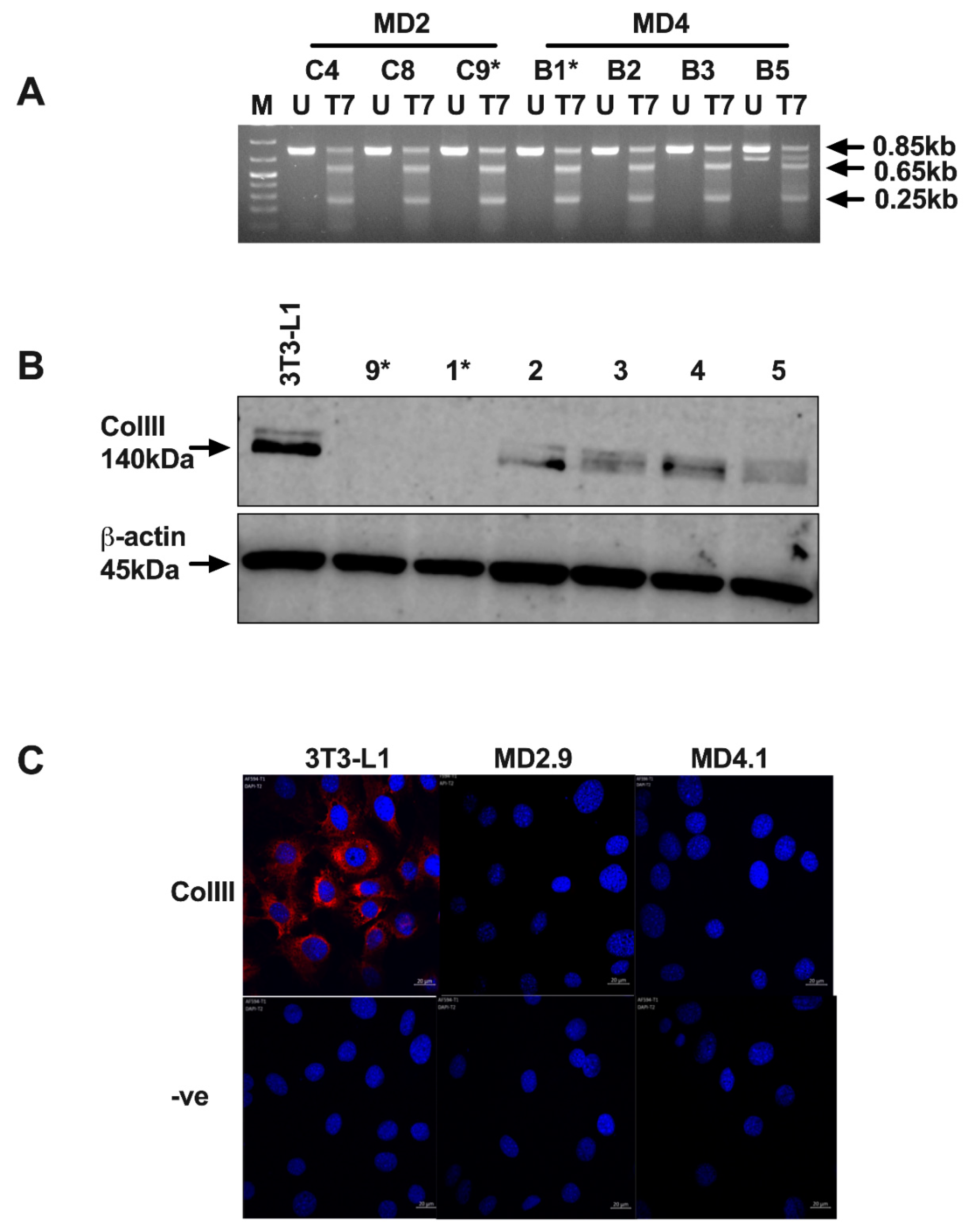 Biomolecules 11 00156 g004 Biomolecules 11 00156 g004