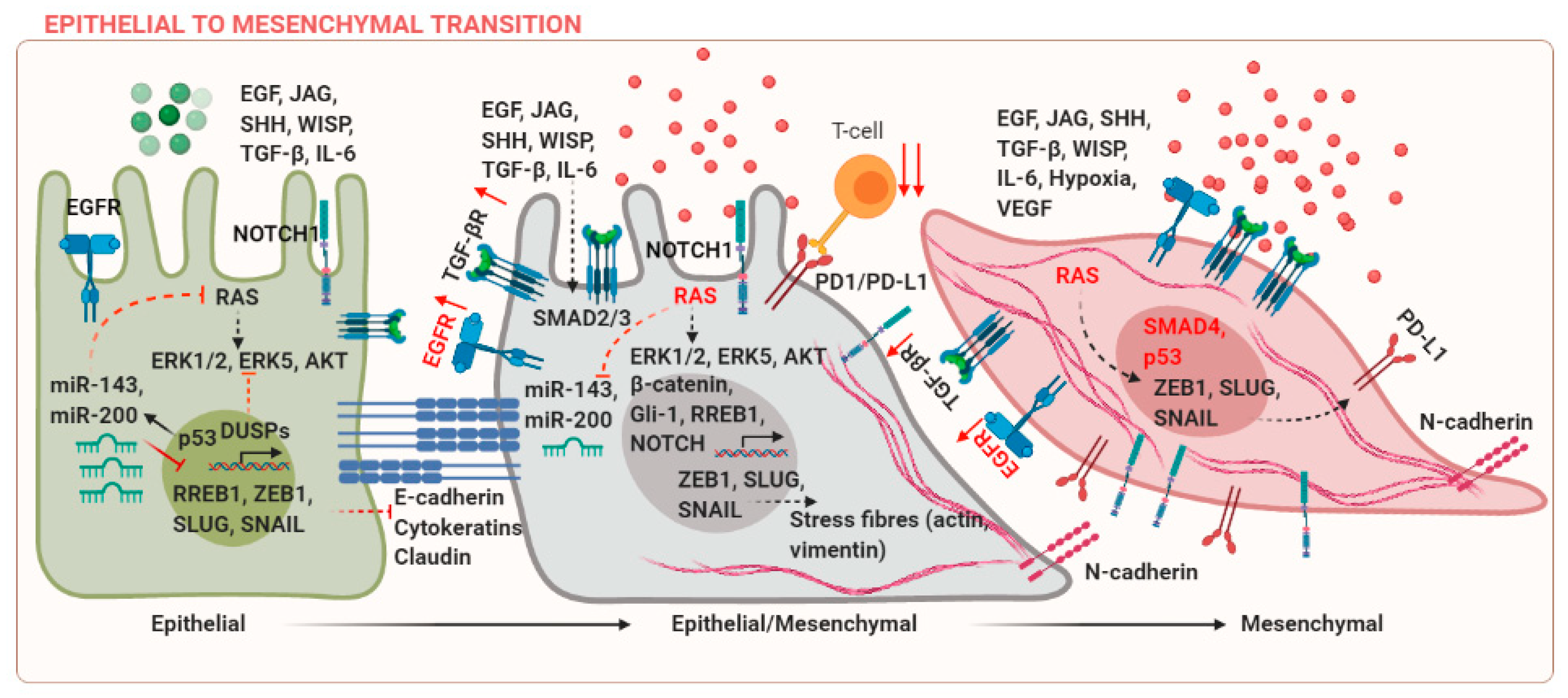 Biomolecules 11 00183 g001 Biomolecules 11 00183 g001