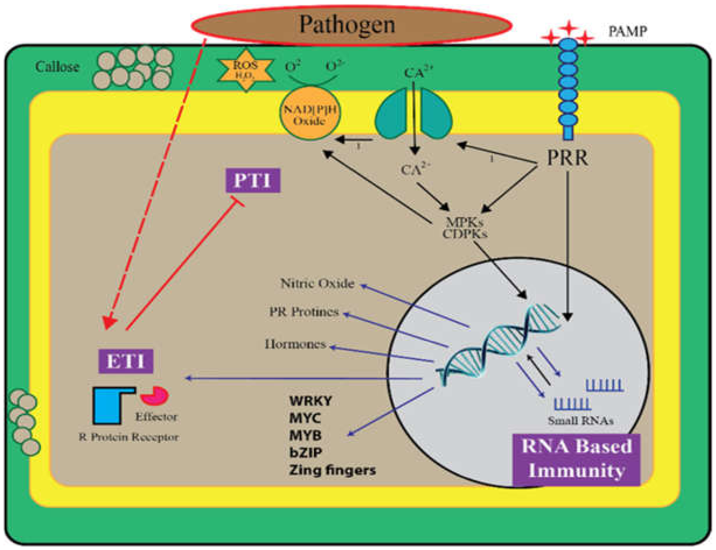 Biomolecules 11 00184 g001 Biomolecules 11 00184 g001