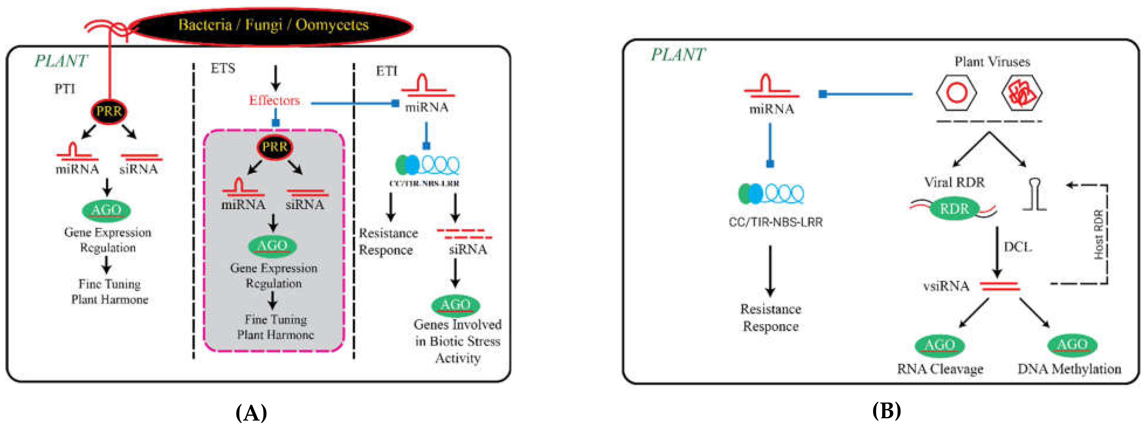 Biomolecules 11 00184 g004 Biomolecules 11 00184 g004