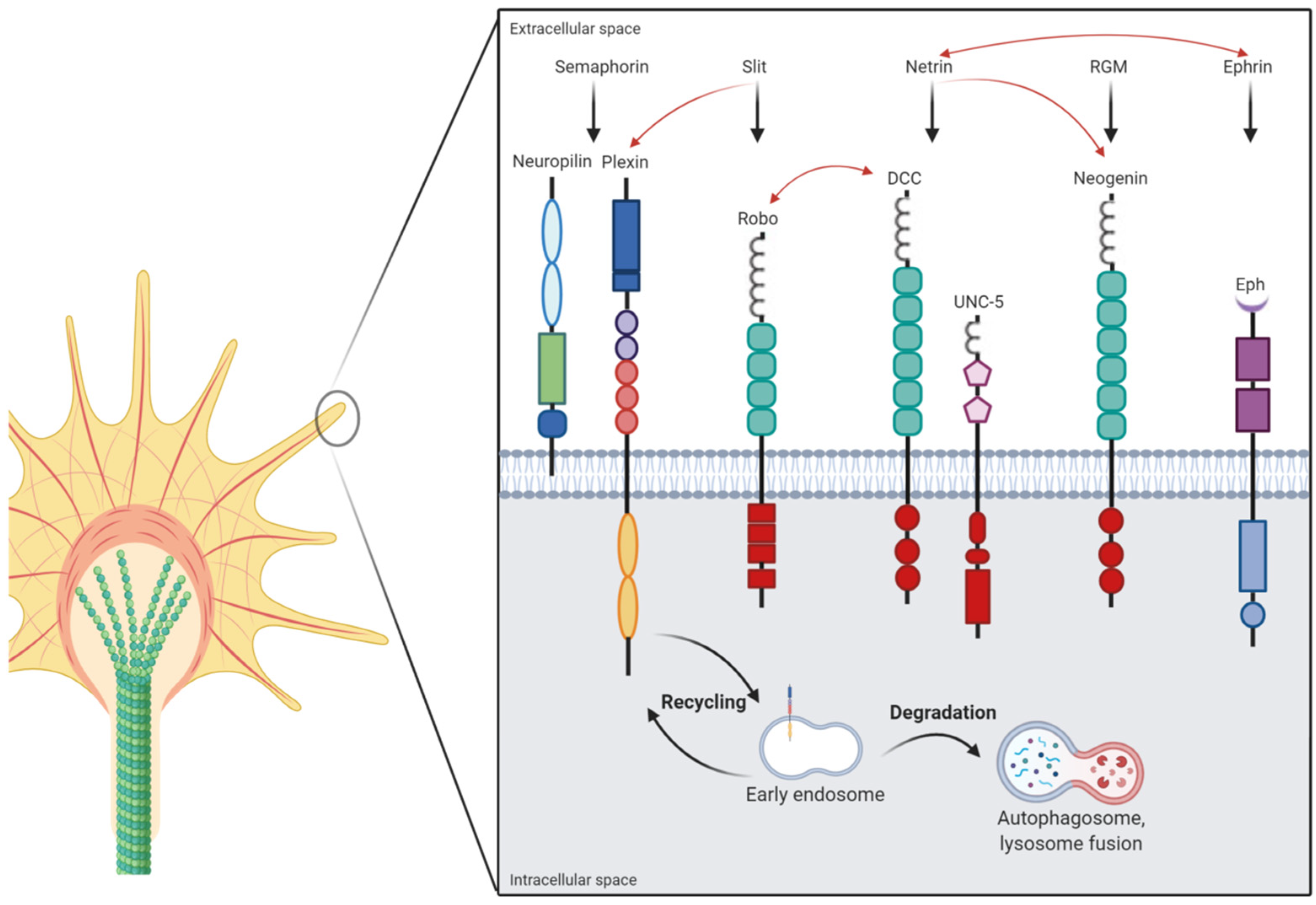 Biomolecules 11 00191 g001 Biomolecules 11 00191 g001