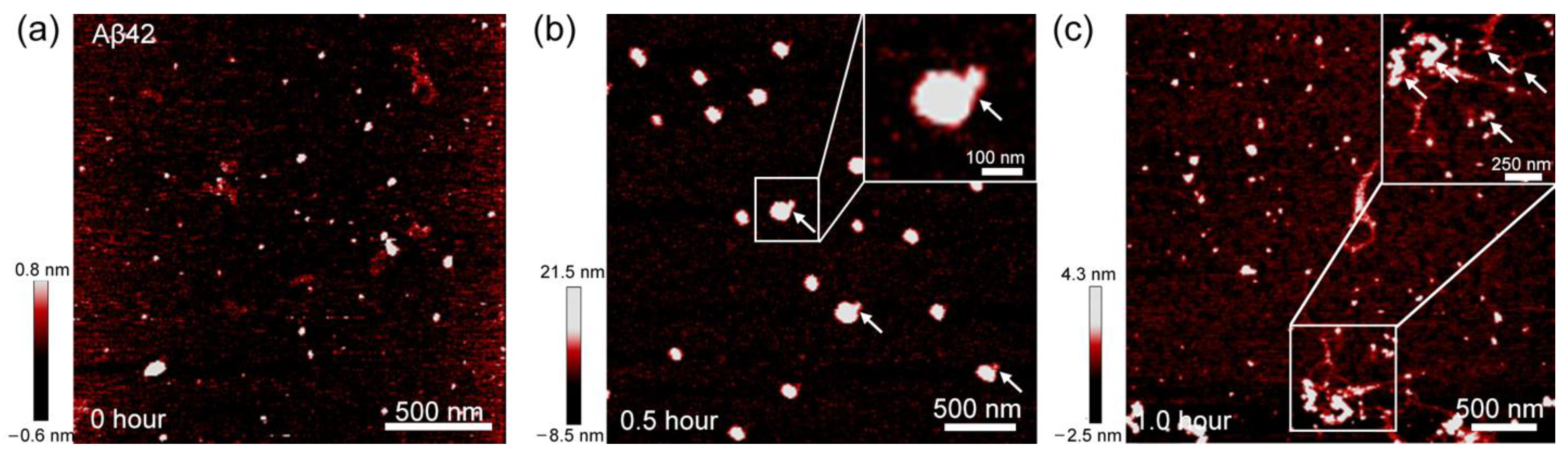 Biomolecules 11 00198 g002 Biomolecules 11 00198 g002