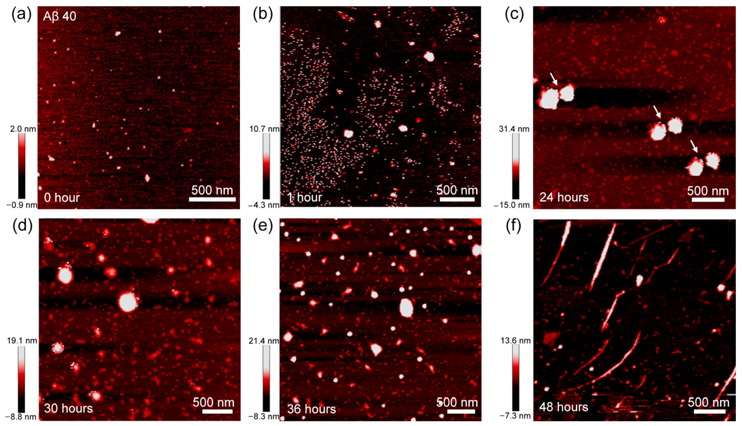 Biomolecules 11 00198 g003 Biomolecules 11 00198 g003