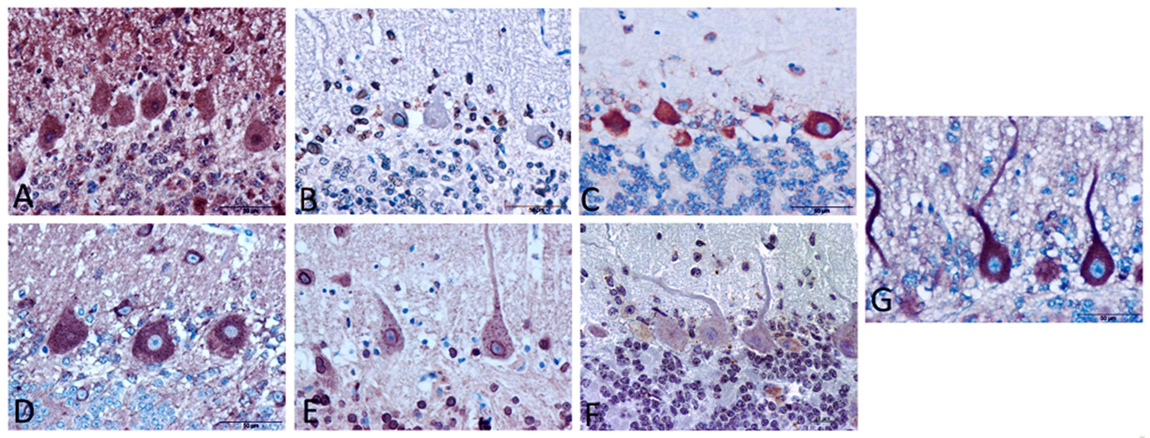 Biomolecules 11 00204 g002