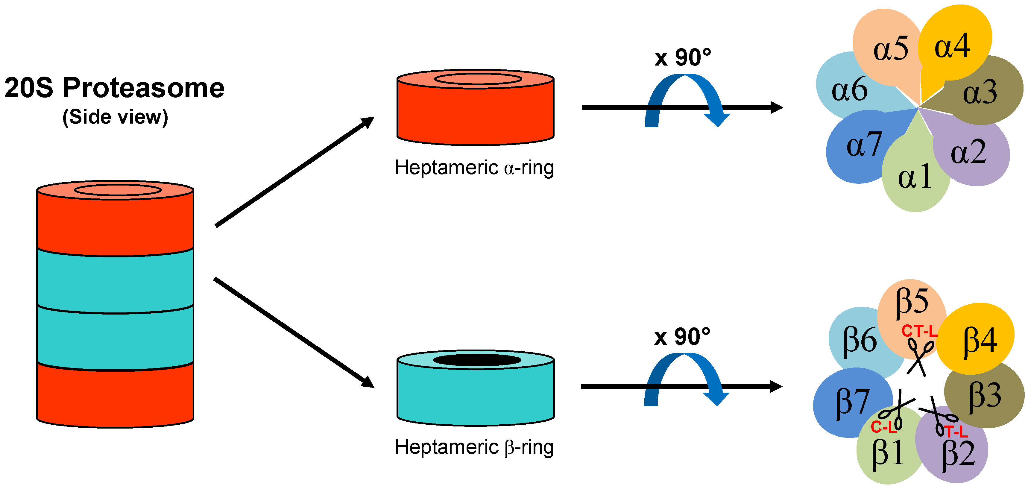 Biomolecules 11 00228 g001